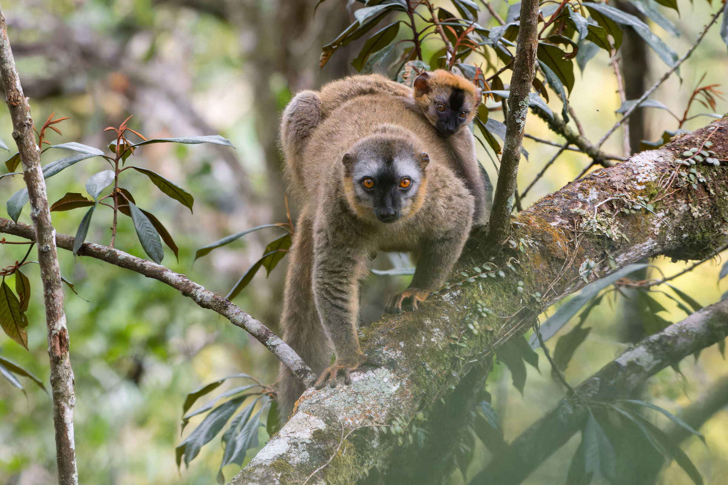 Lemure dalla fronte rossa