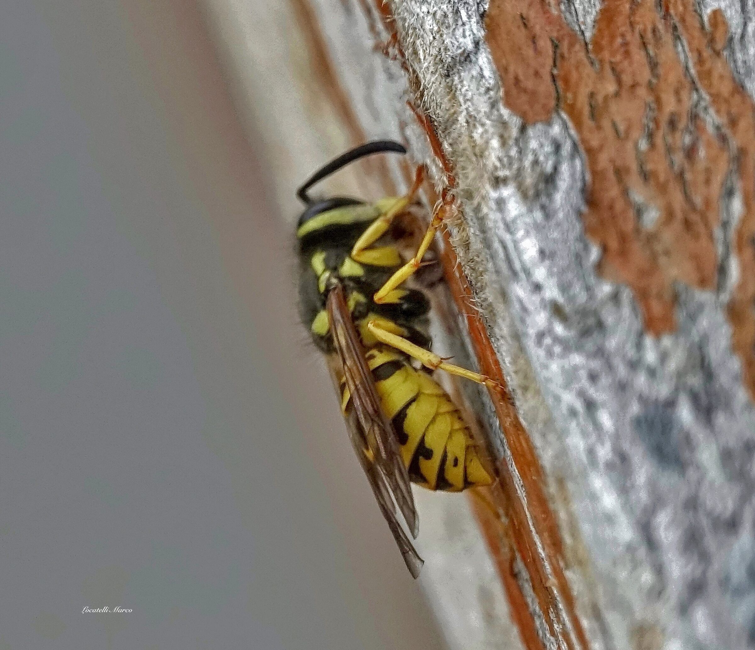 Wasp