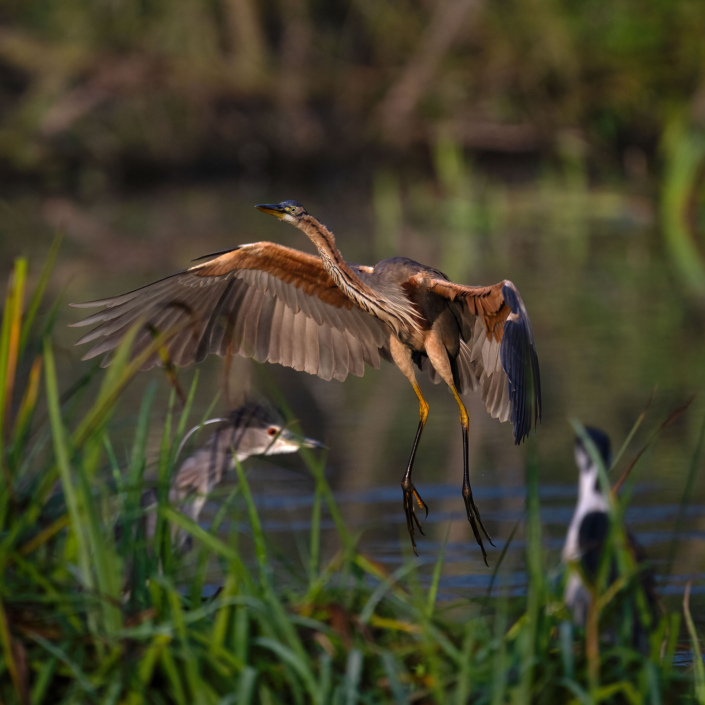 Purple heron
