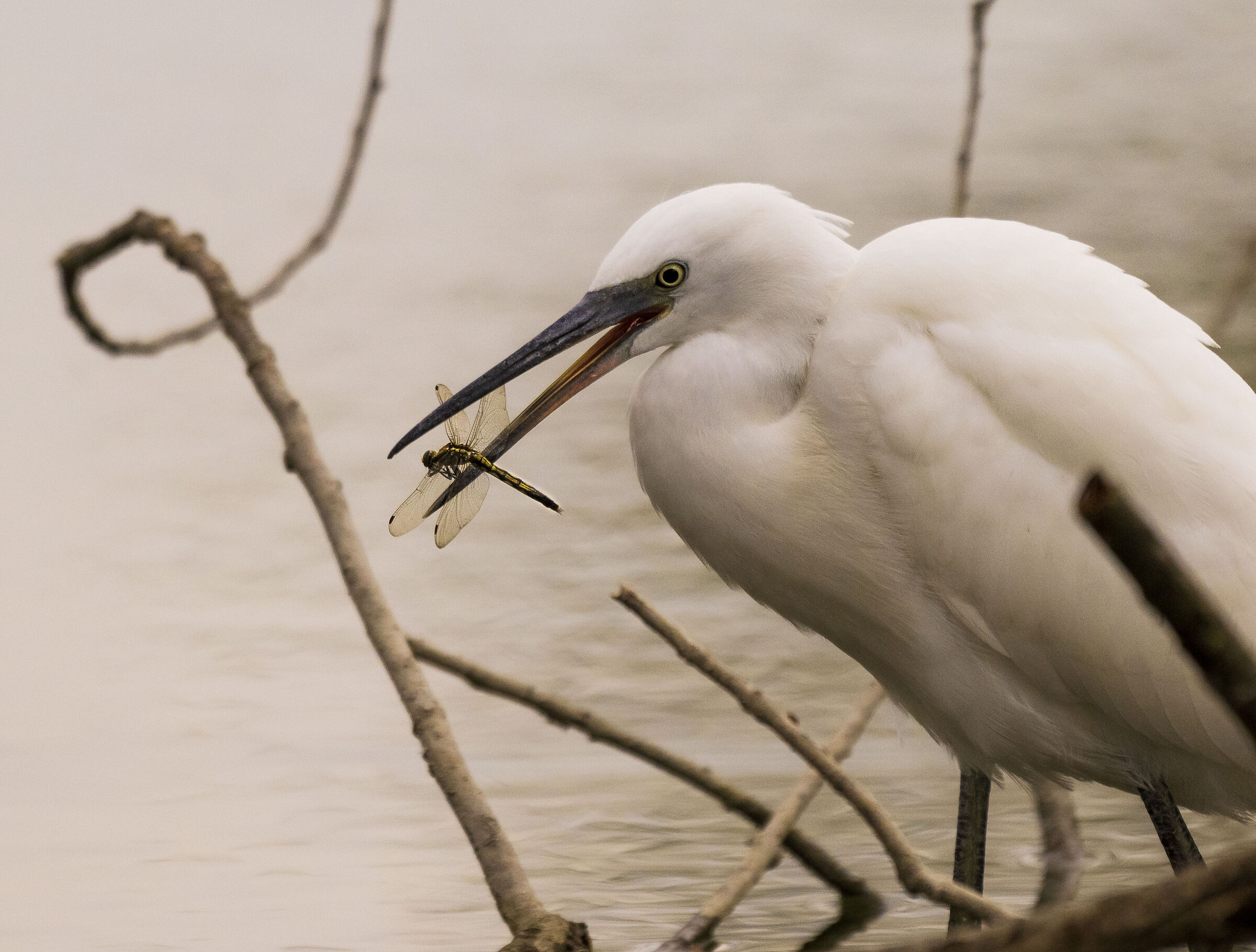 Little Egret hunting for Dragonfly2