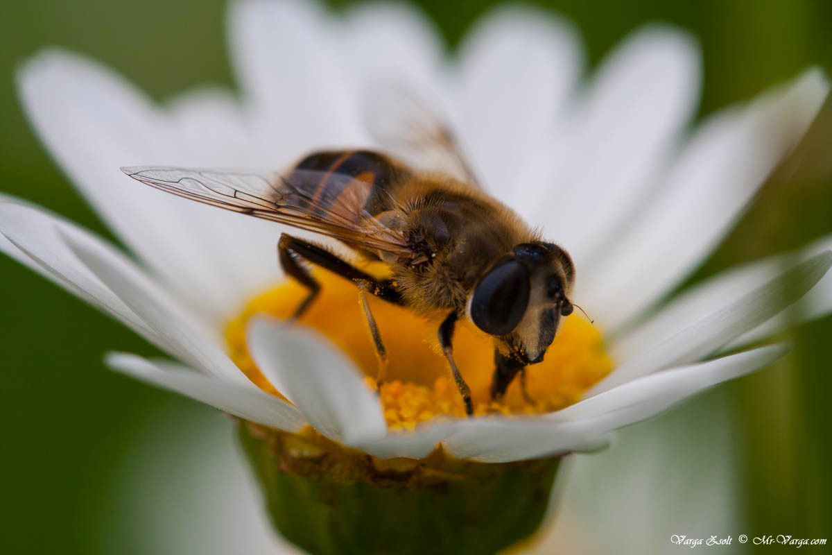 Ape sulla margherita
