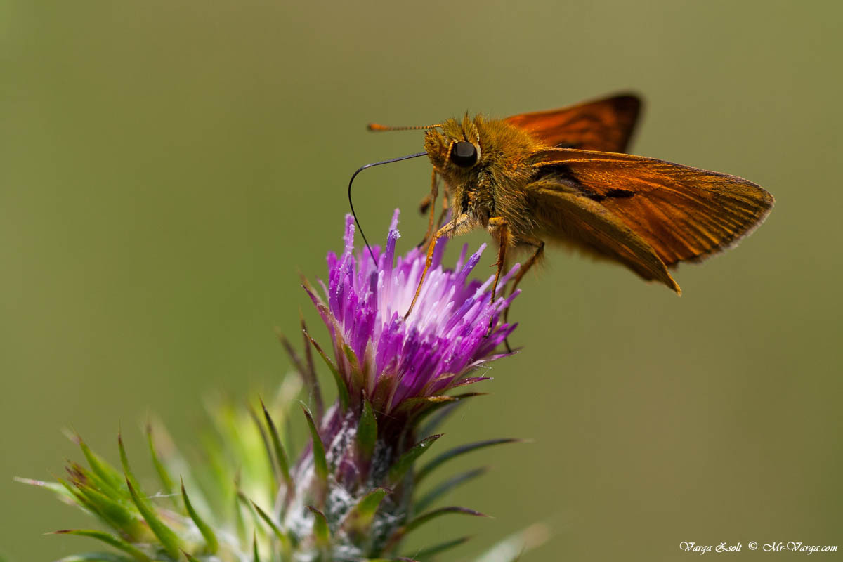 Esperide venato (Ochlodes venatus)