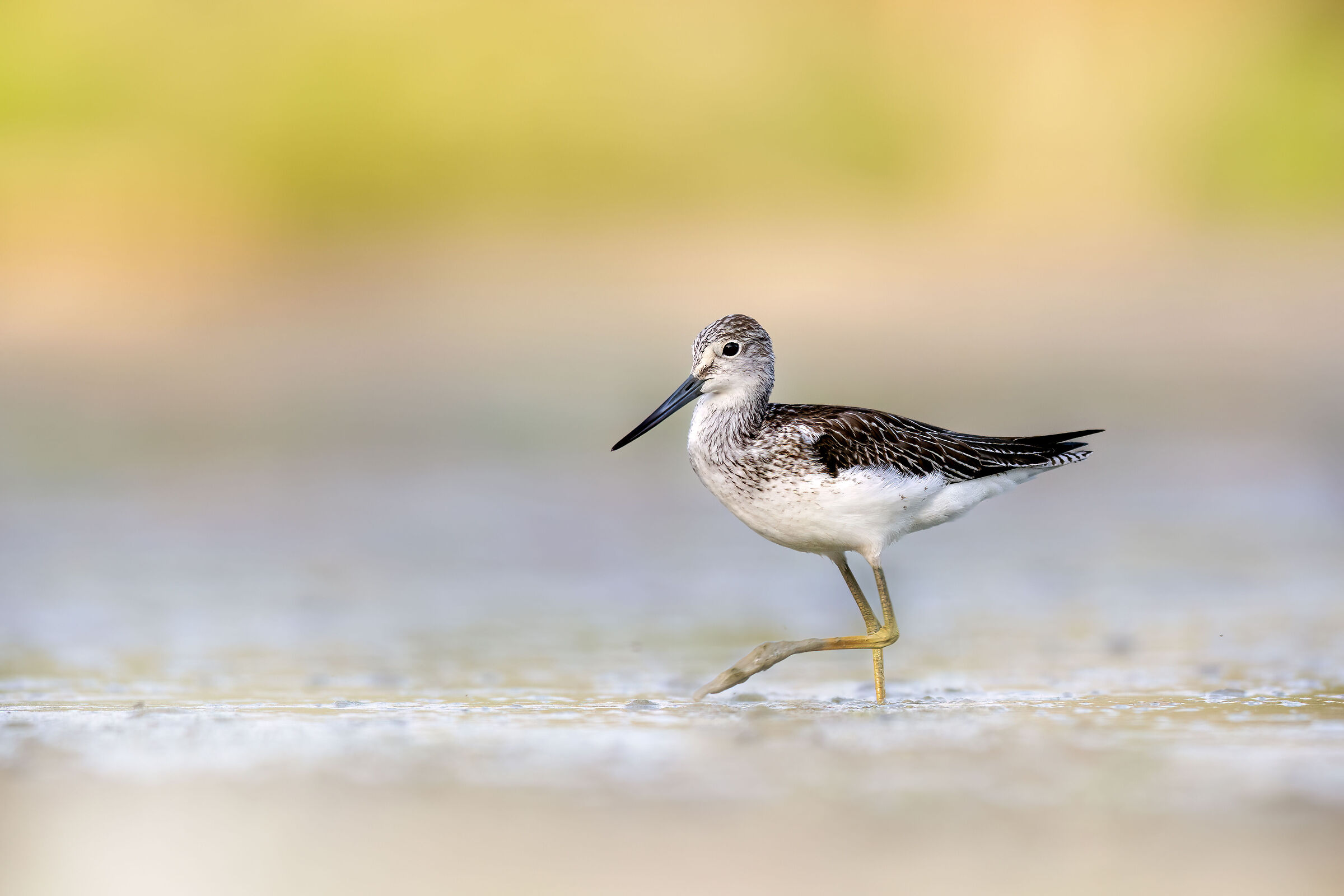 Greenshank