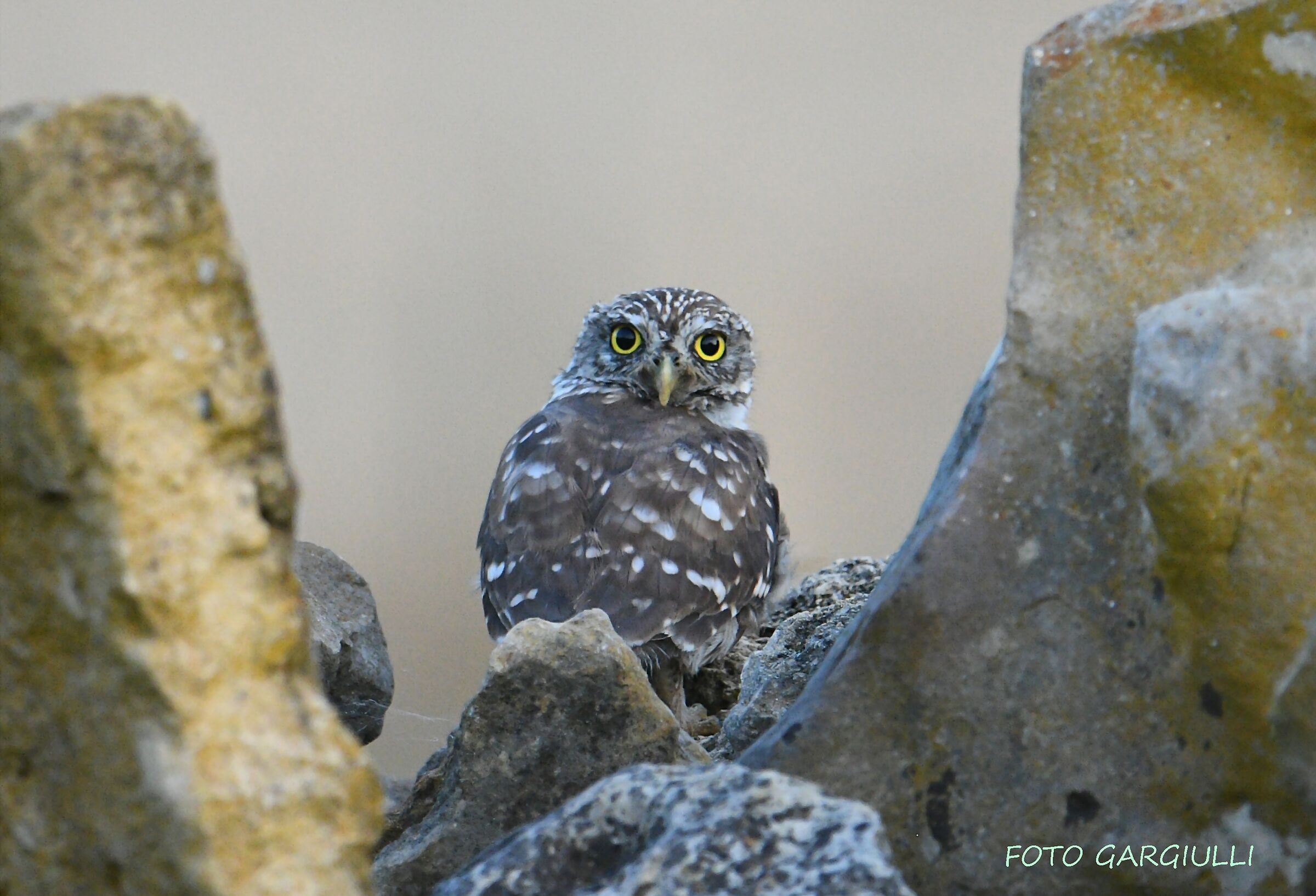 Owl