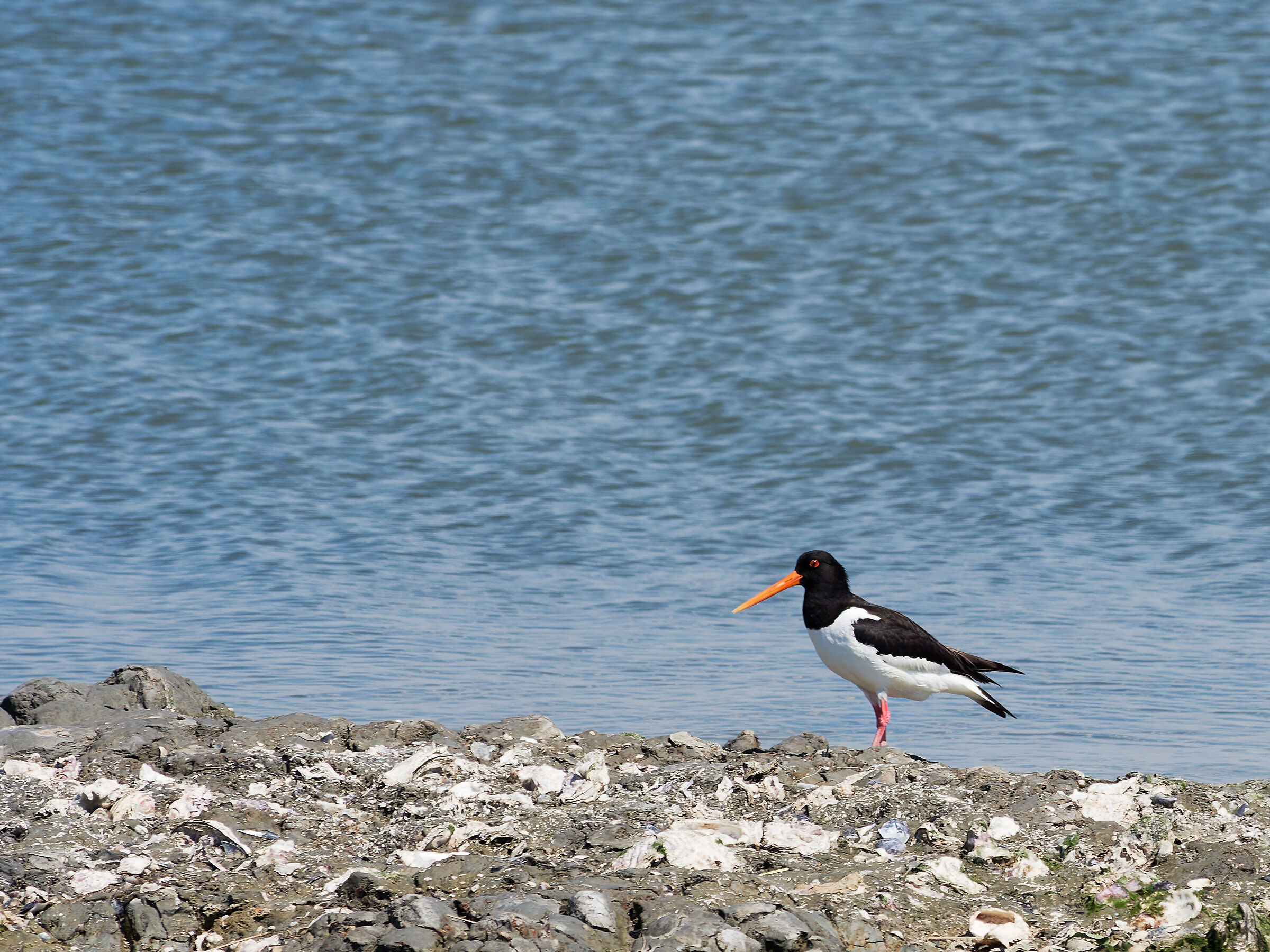 beccaccia di mare americana nelle paludi di comacchio