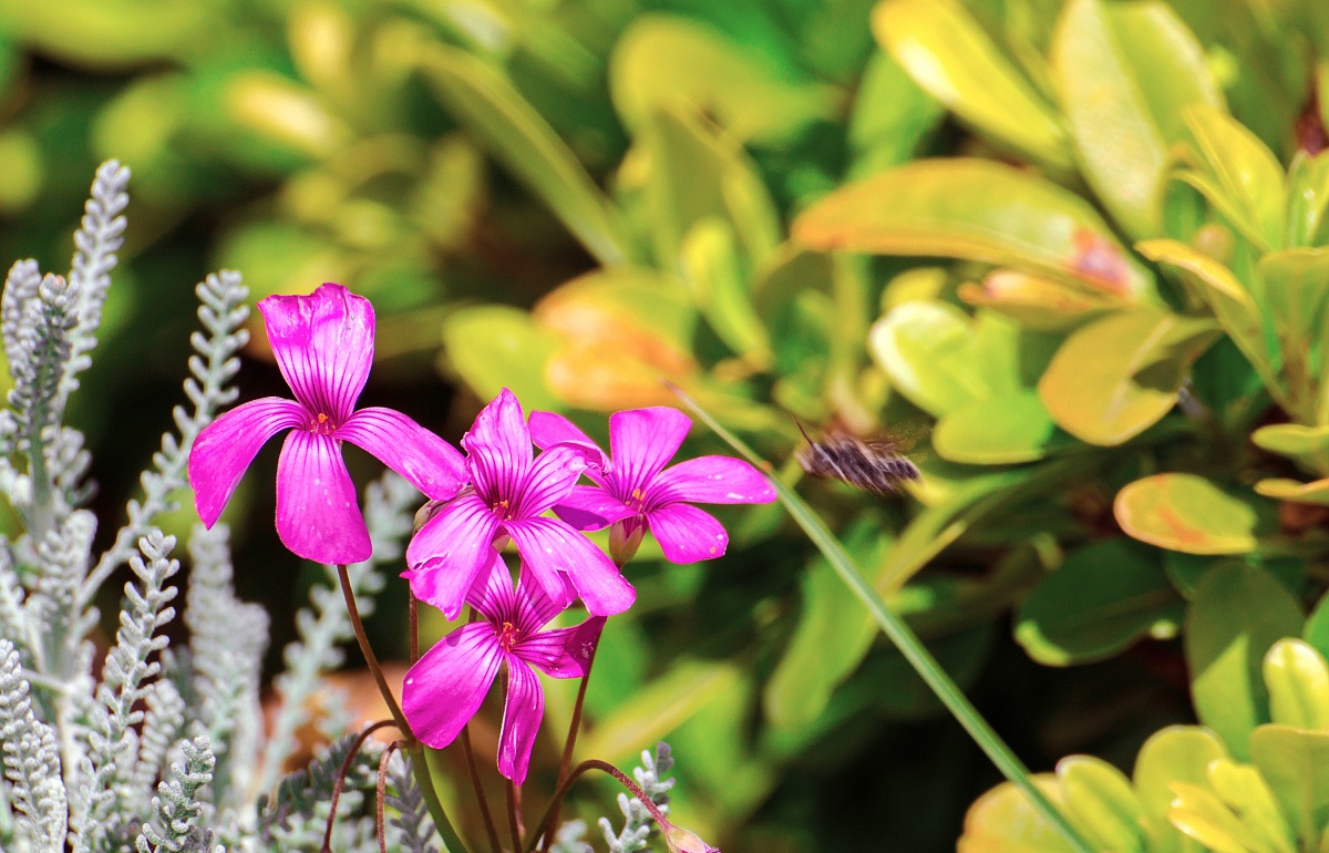 prima cattura insetto: caspita, è troppo veloce !