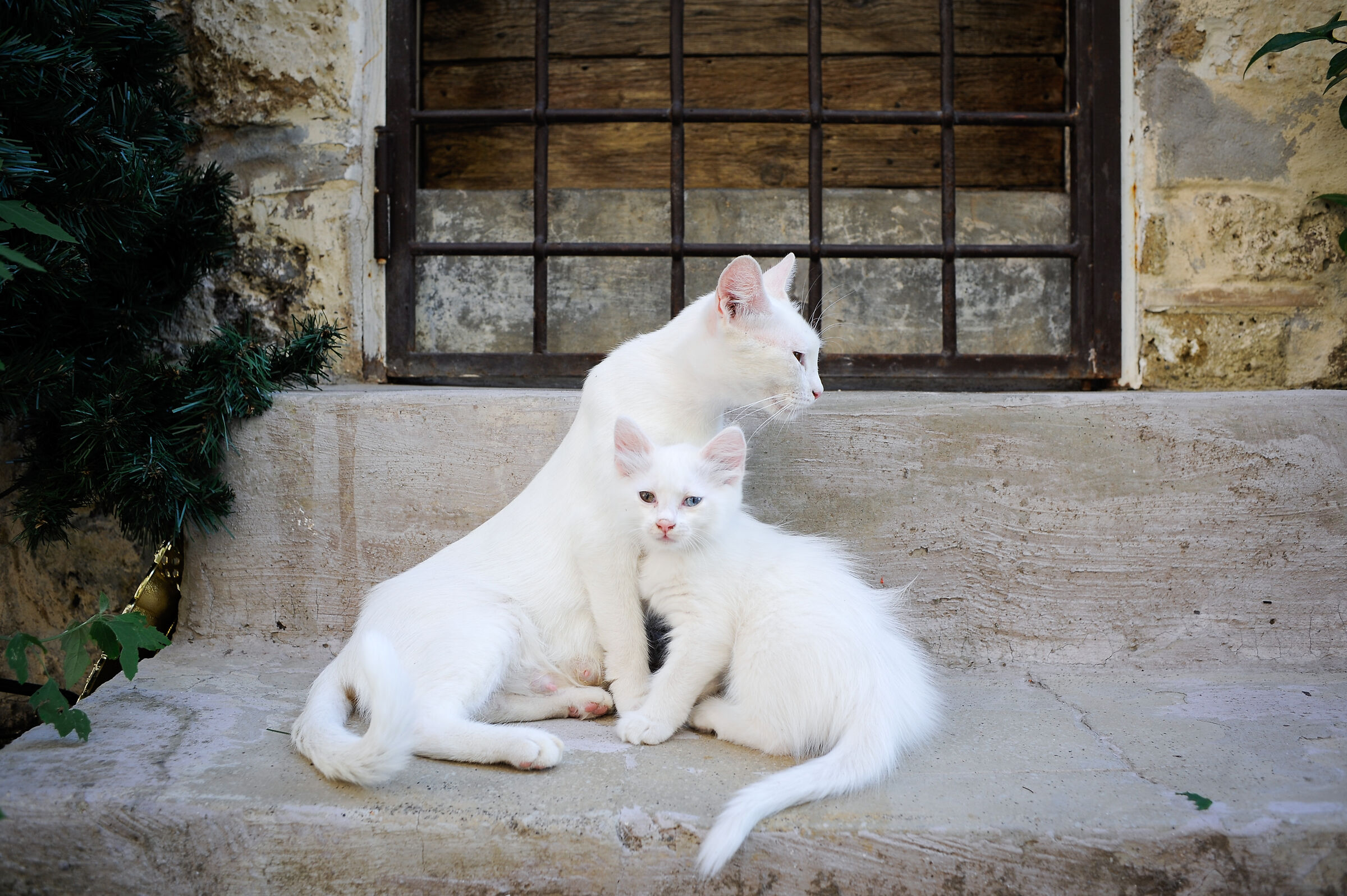 L'amore di una madre