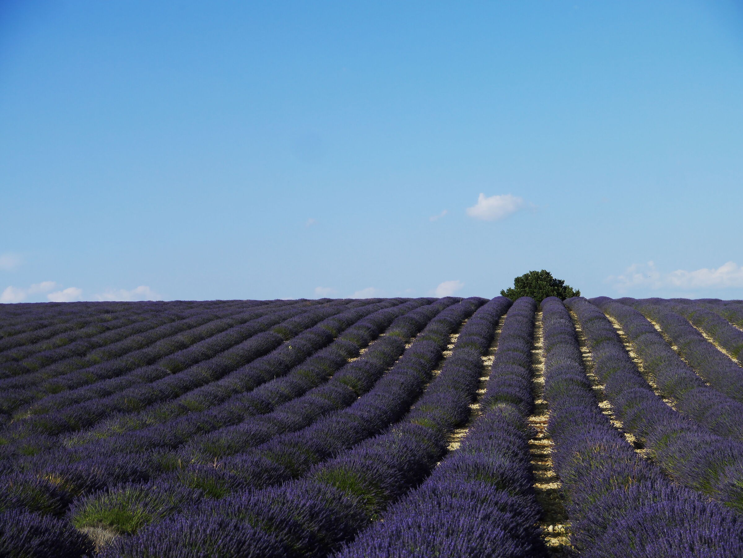 Campo di lavanda a Valensole (Provenza)