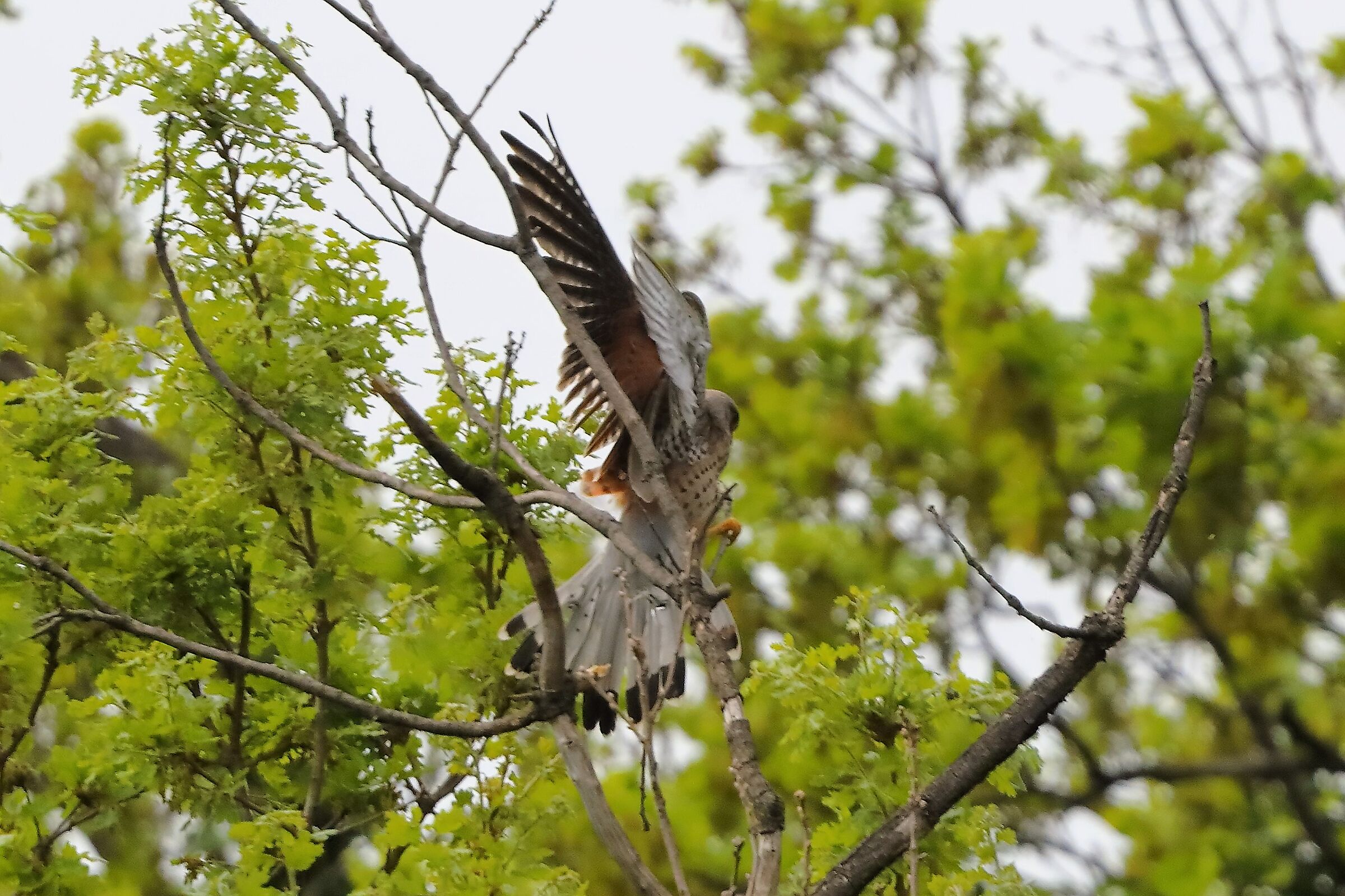 Gheppio 07 aprile 2024 - 0312