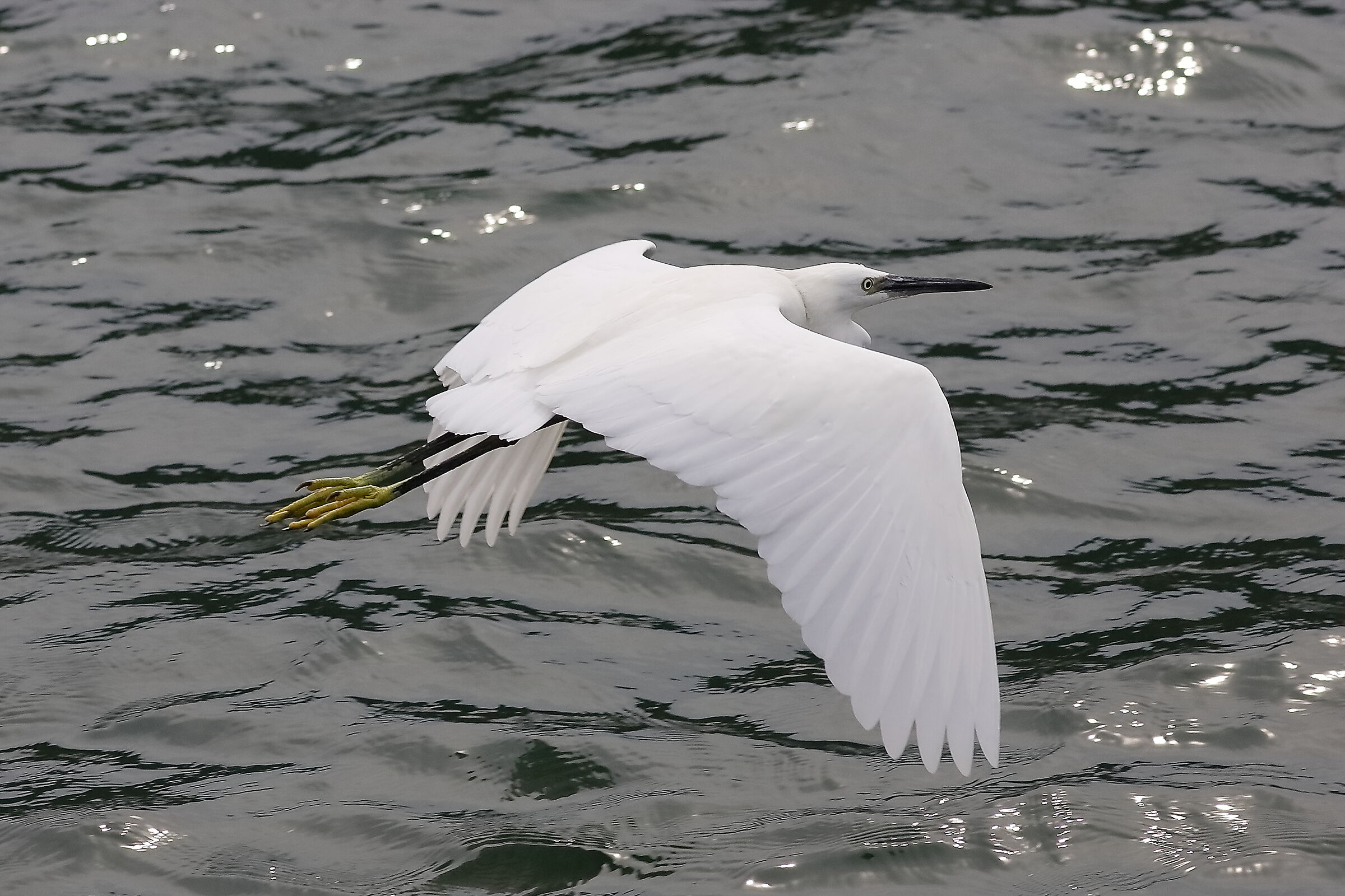 Garzetta 26 agosto 2024 - 0040