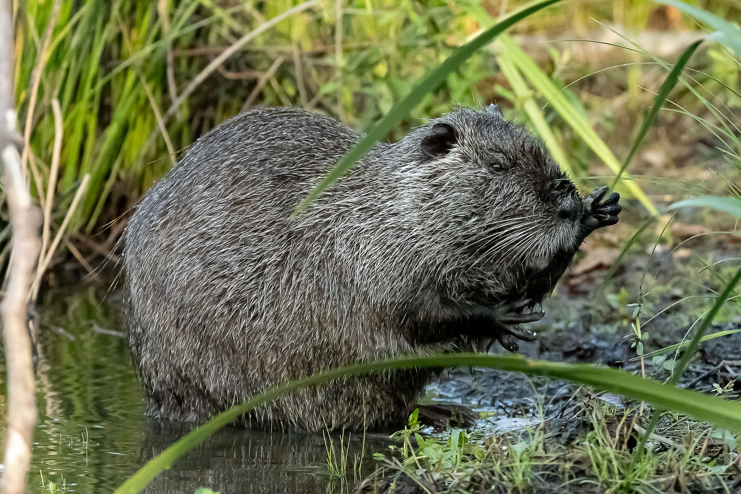 Nutria mentre si nutre