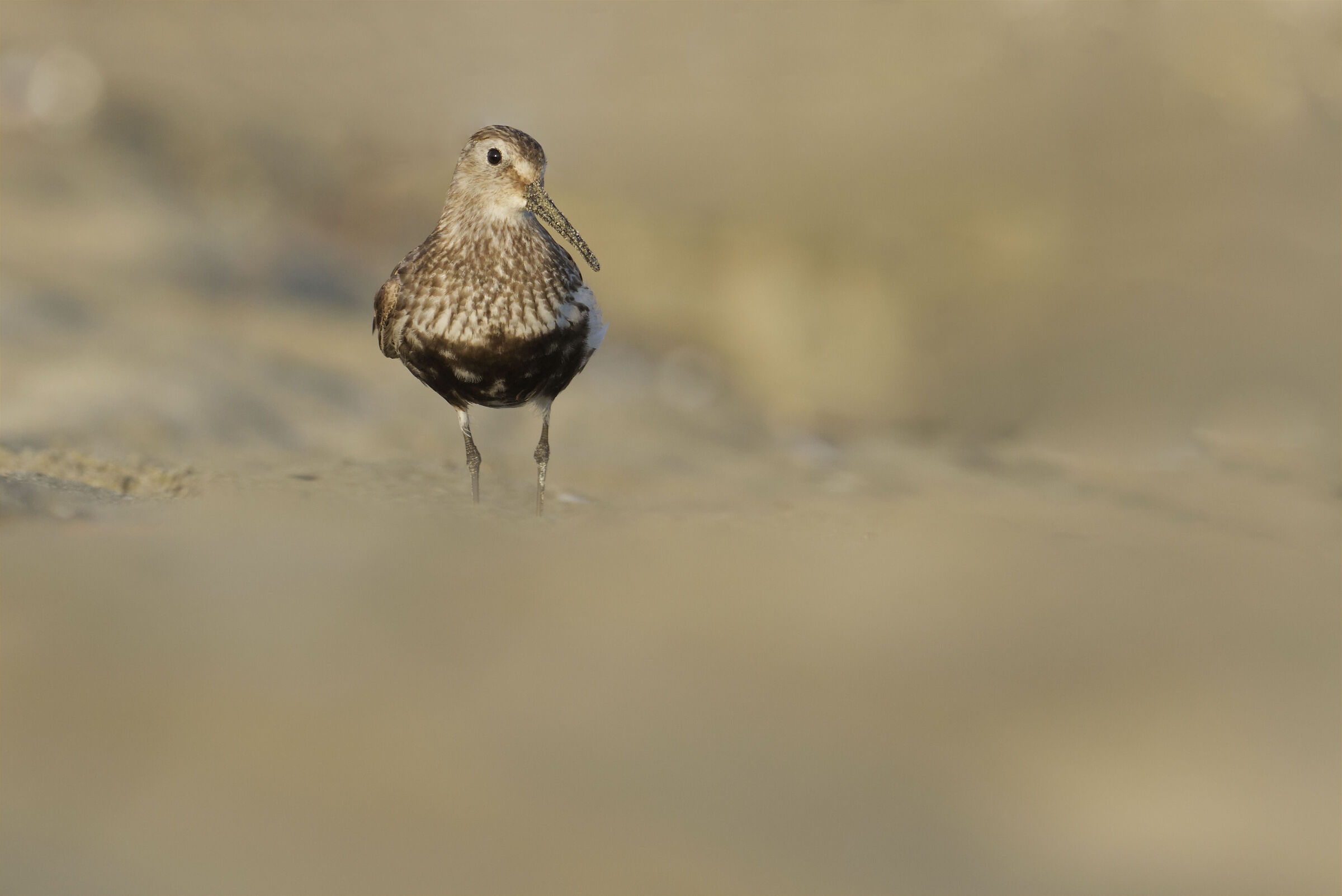Dunlin