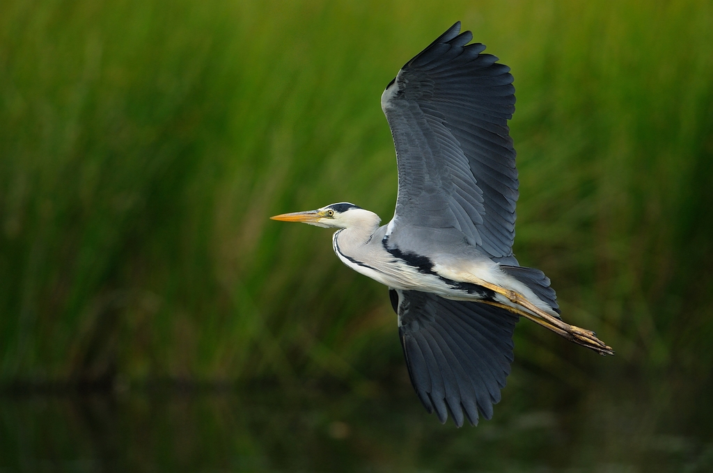 Grey Heron in flight