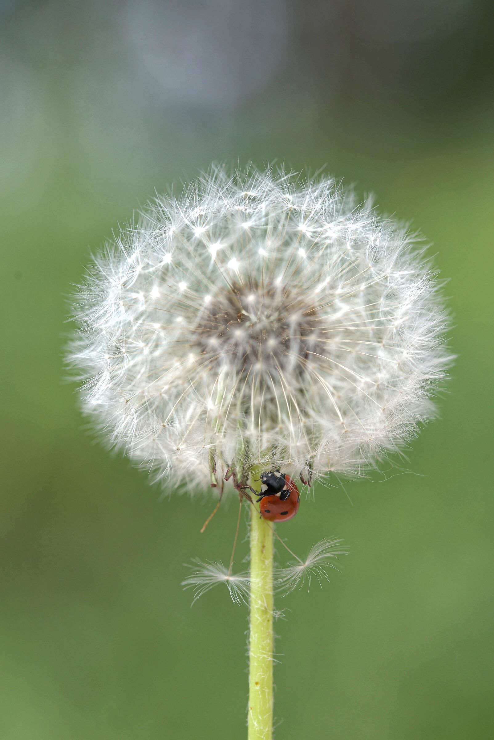 Lucky Dandelion