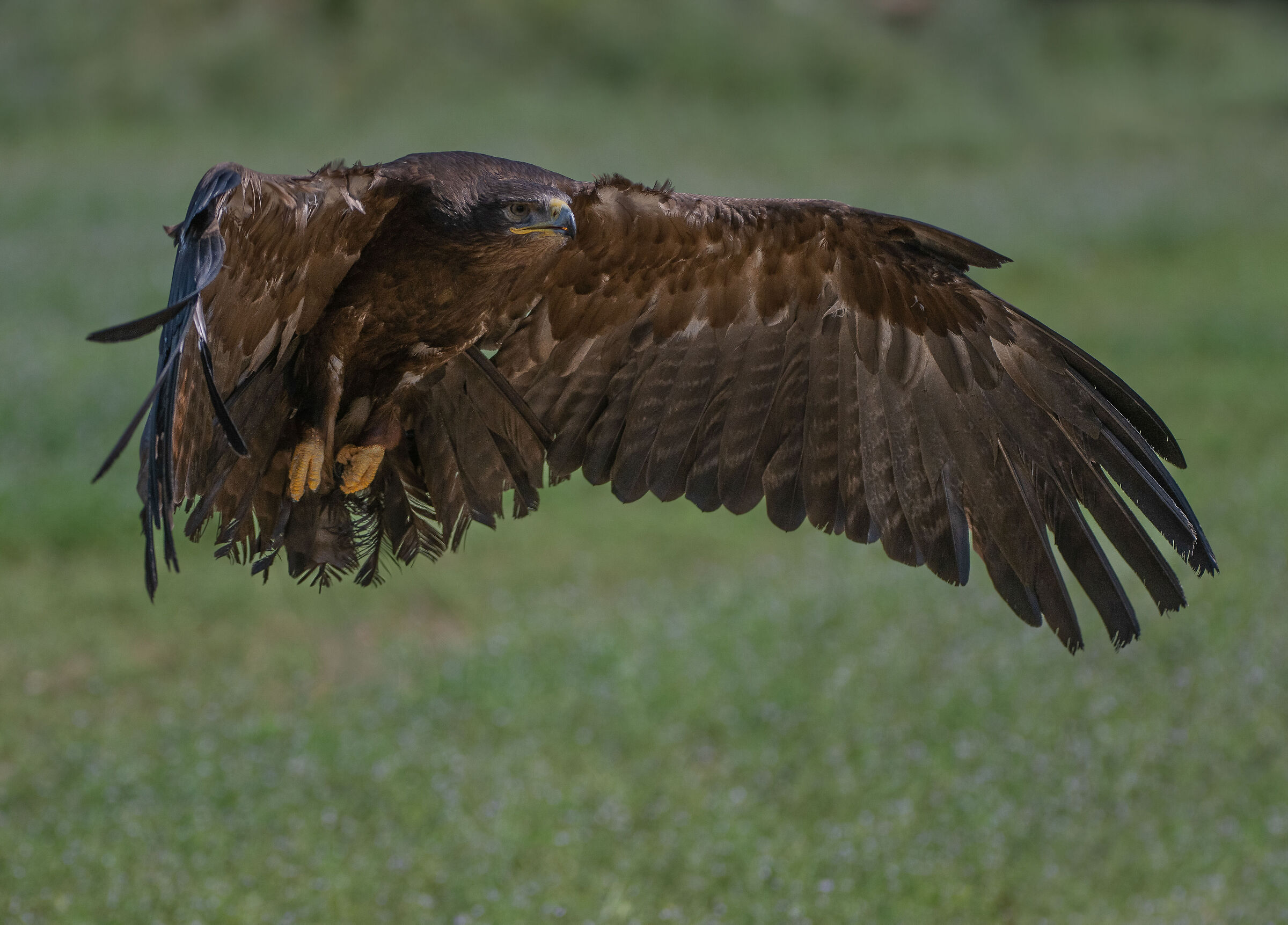 Aquila delle steppe