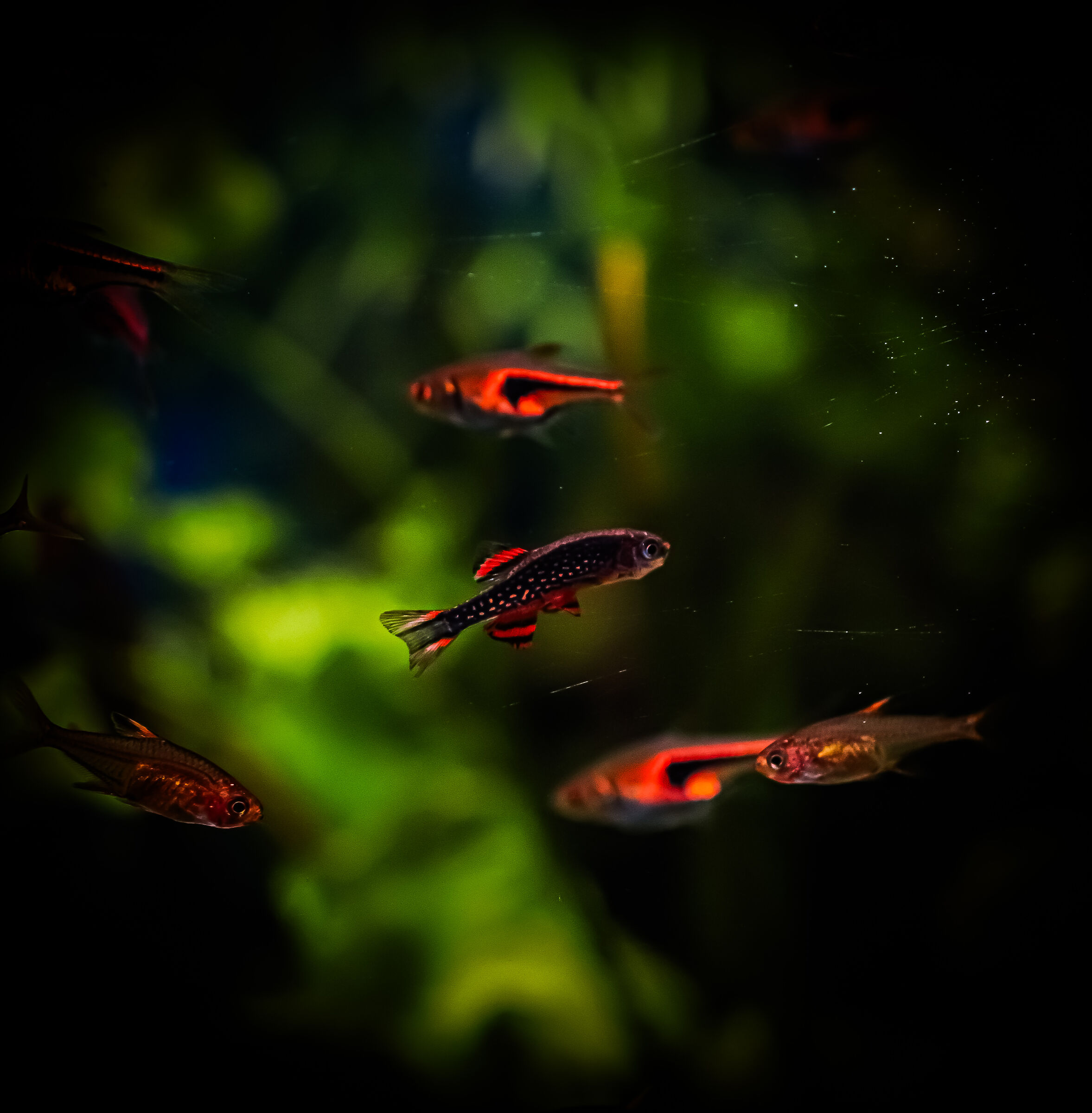 Danio Margaritatus