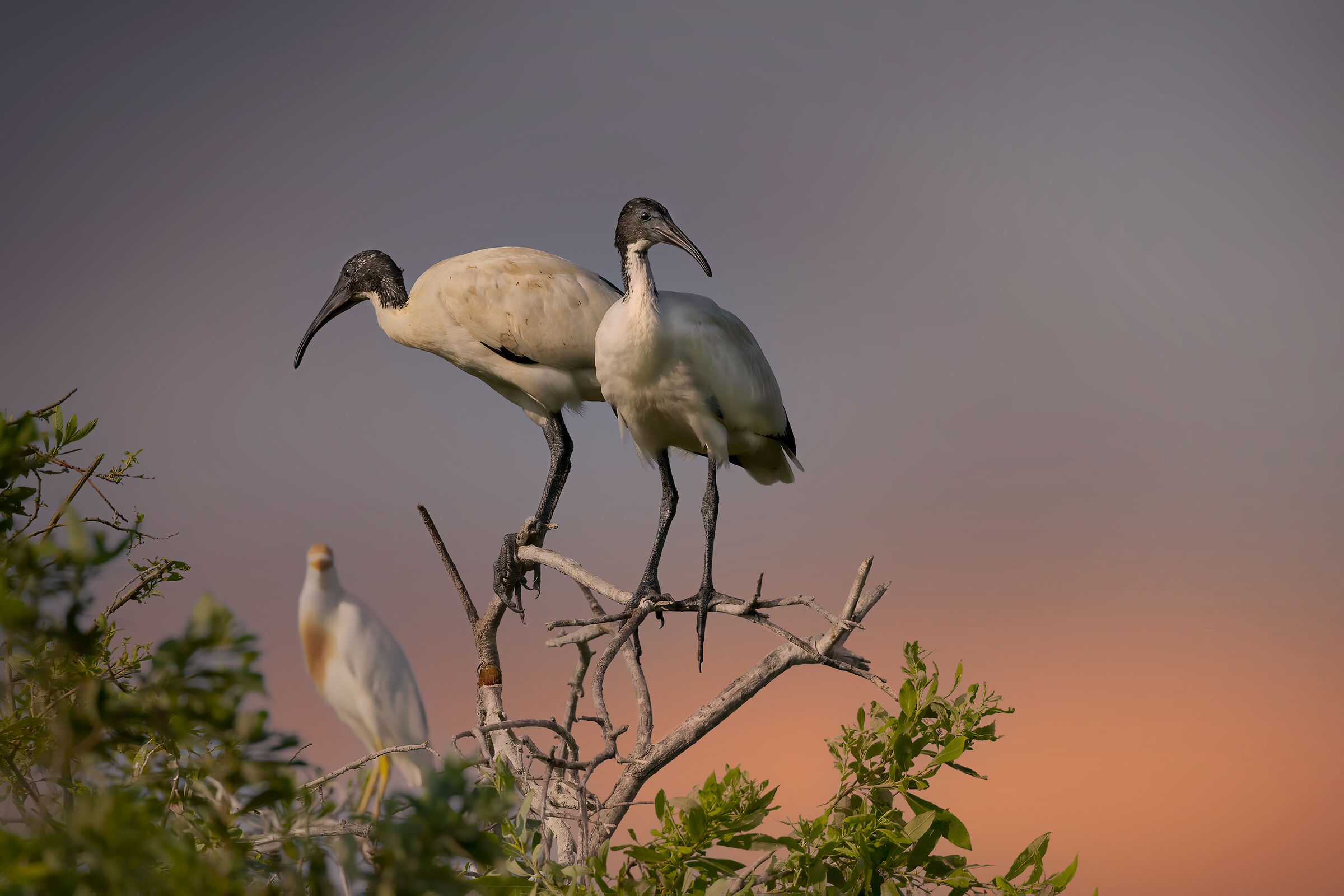 Ibis alle prime luci