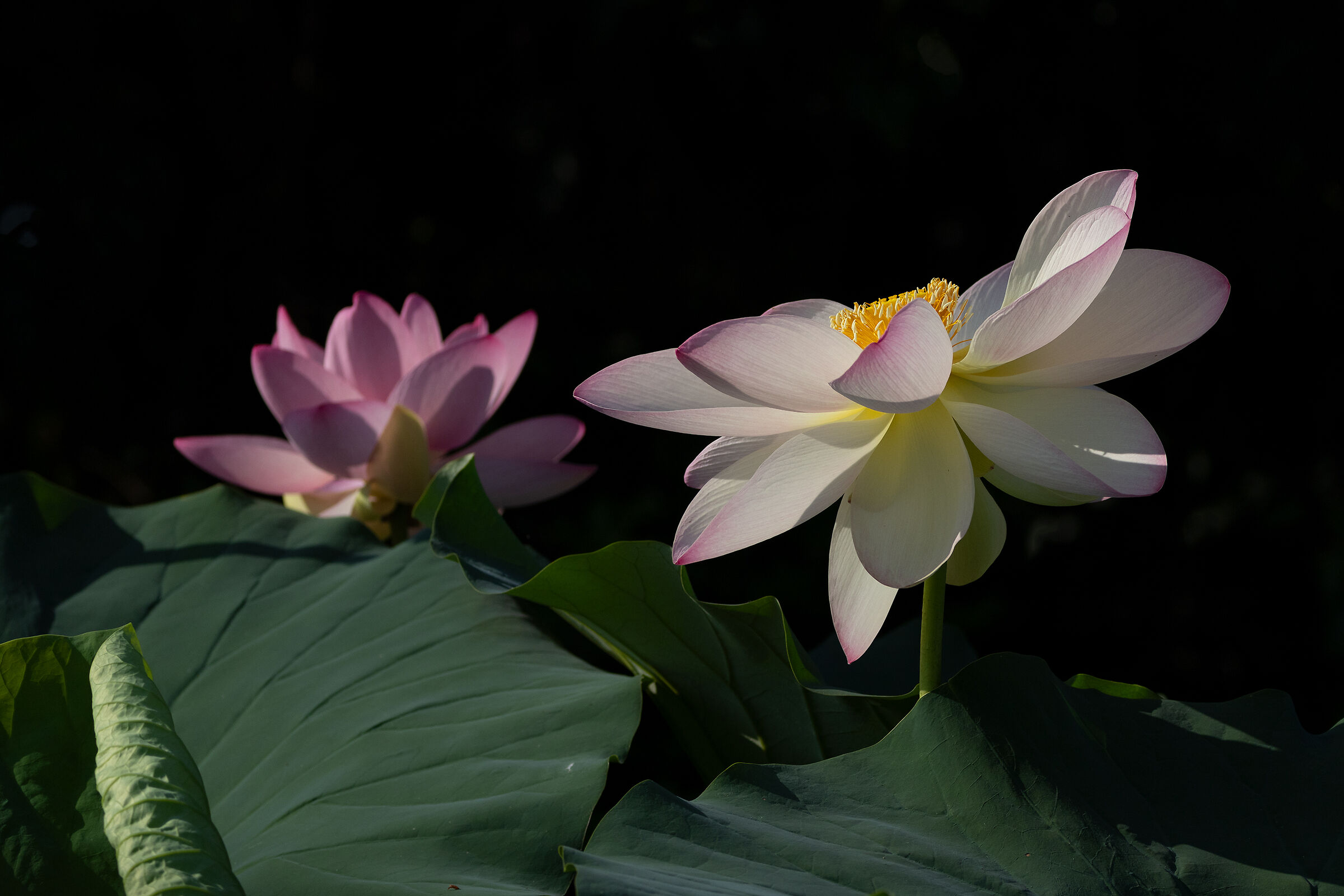 Lotus