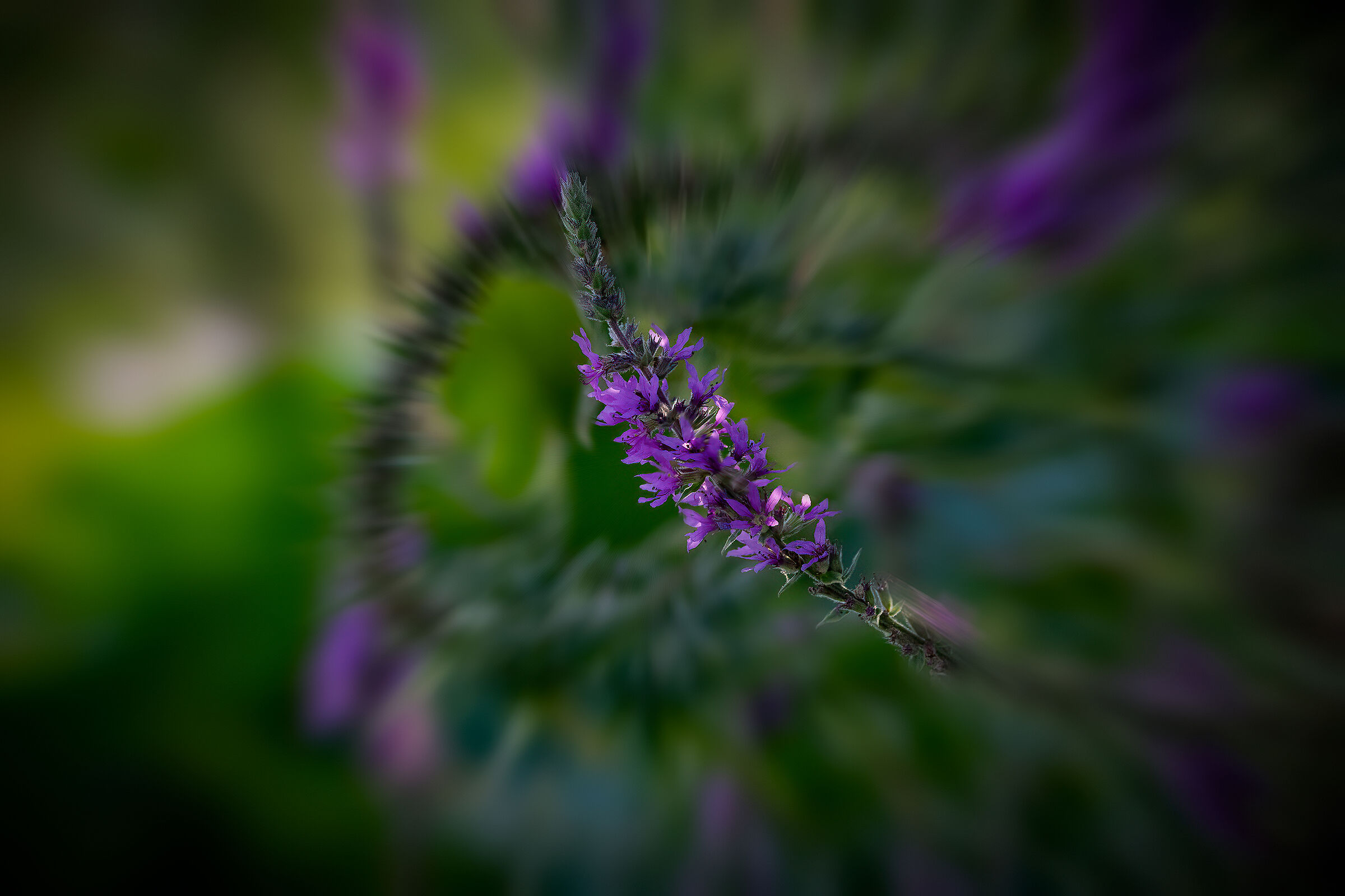 Salcerella (Lythrum salicaria).