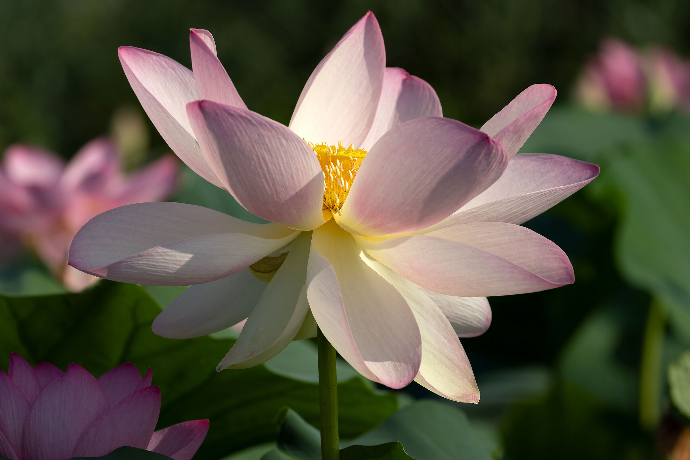 Fiore di loto sbocciato