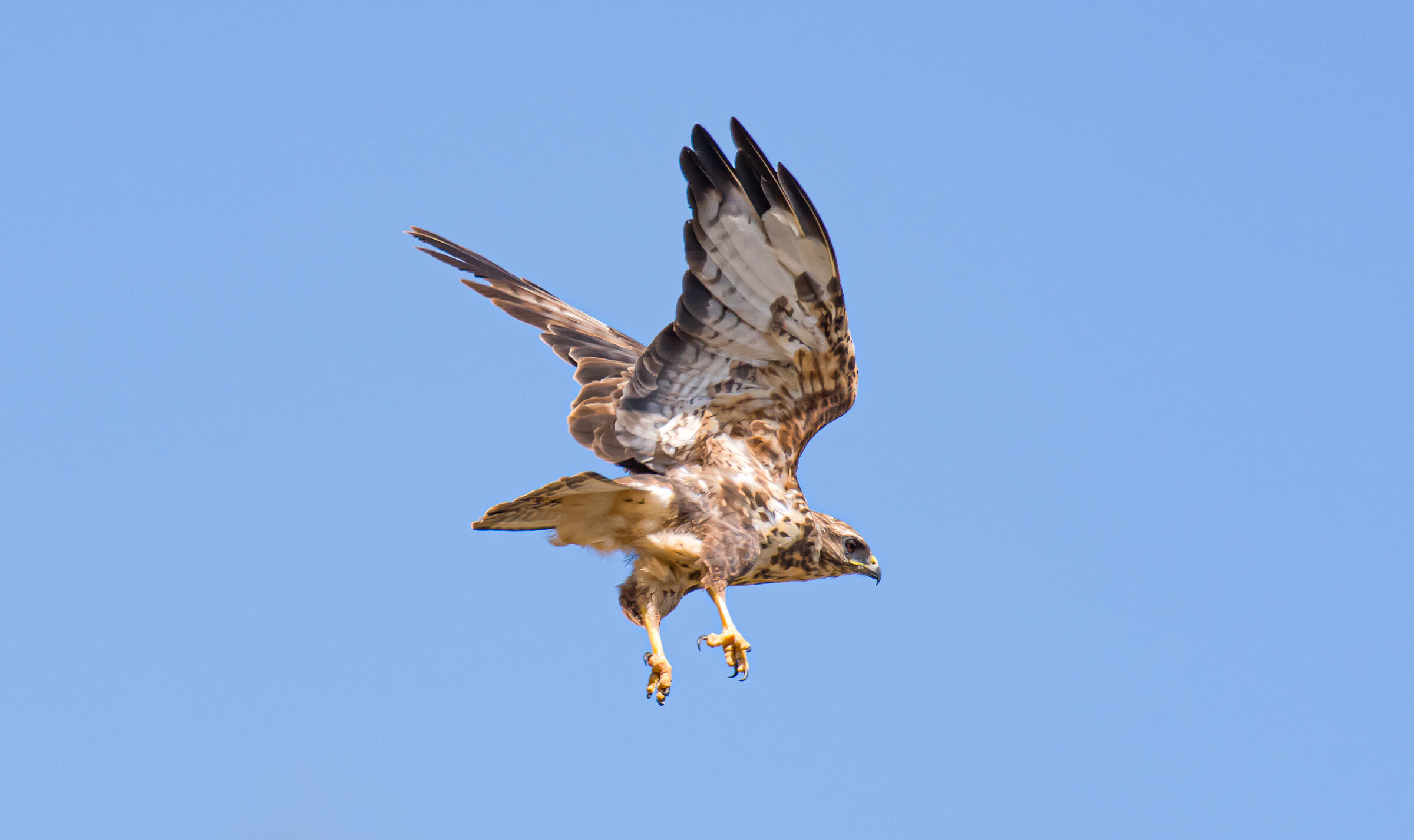 Buzzard in flight (Buteo buteo)