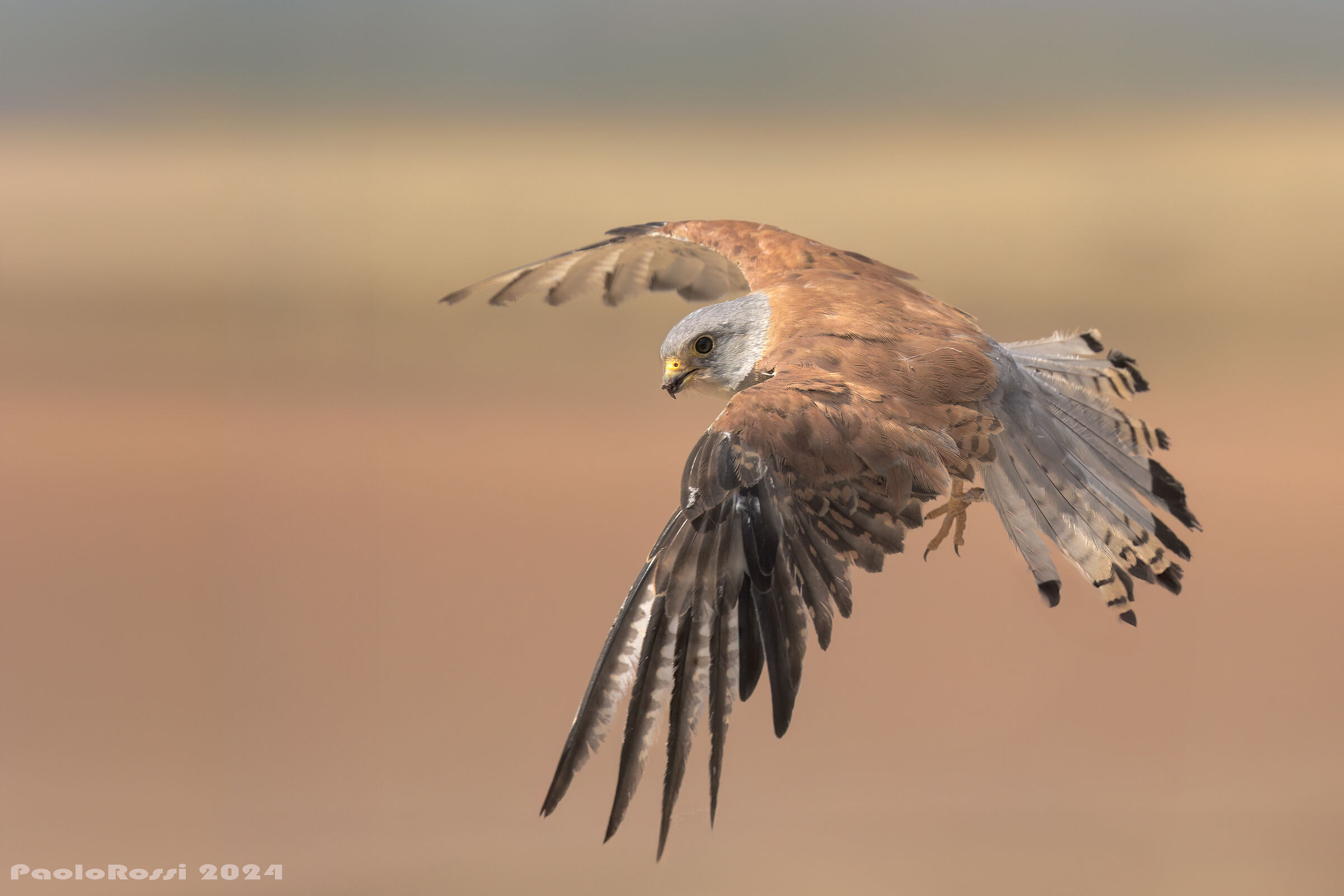 Lesser Kestrel Falcon...
