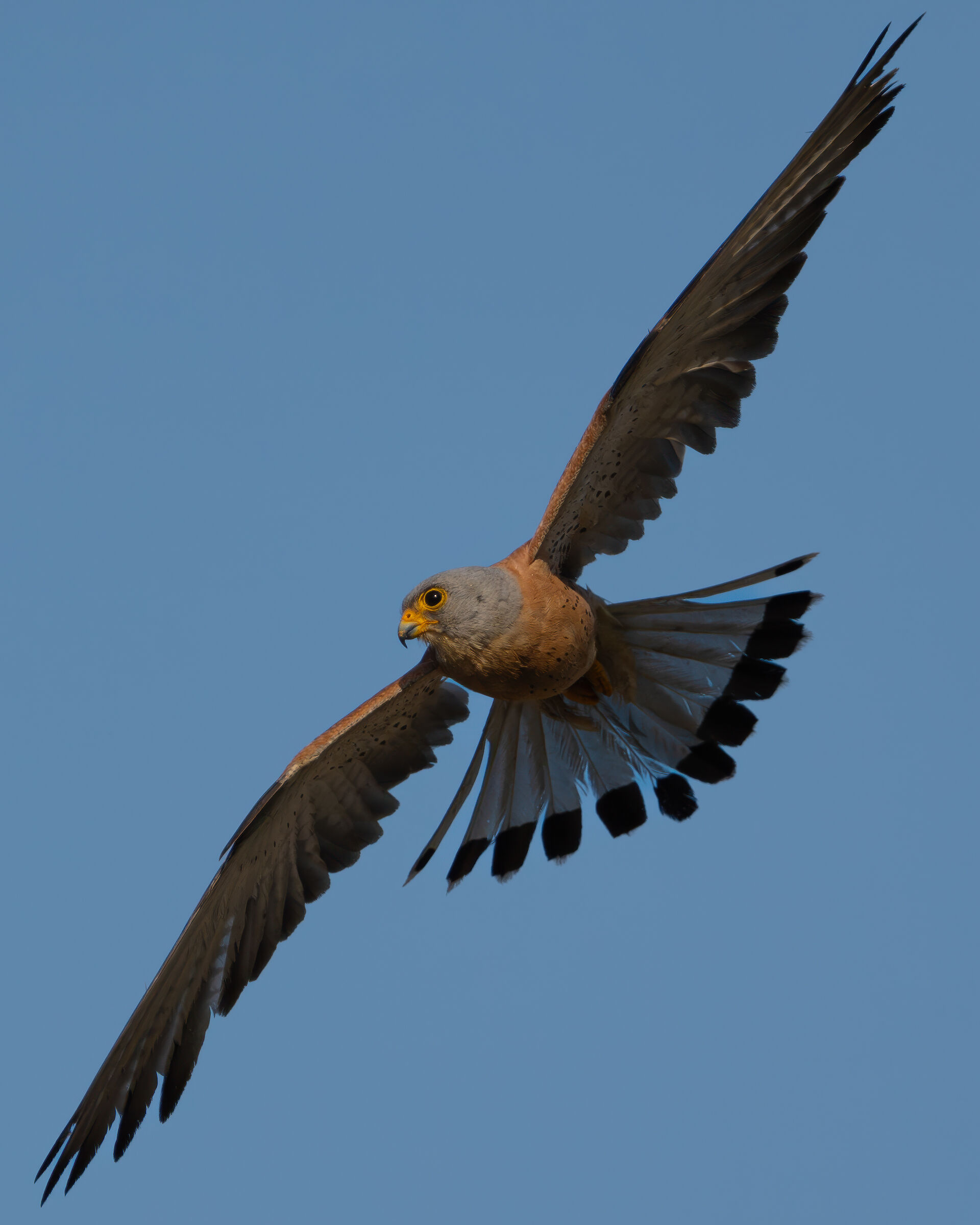 Male lesser kestrel