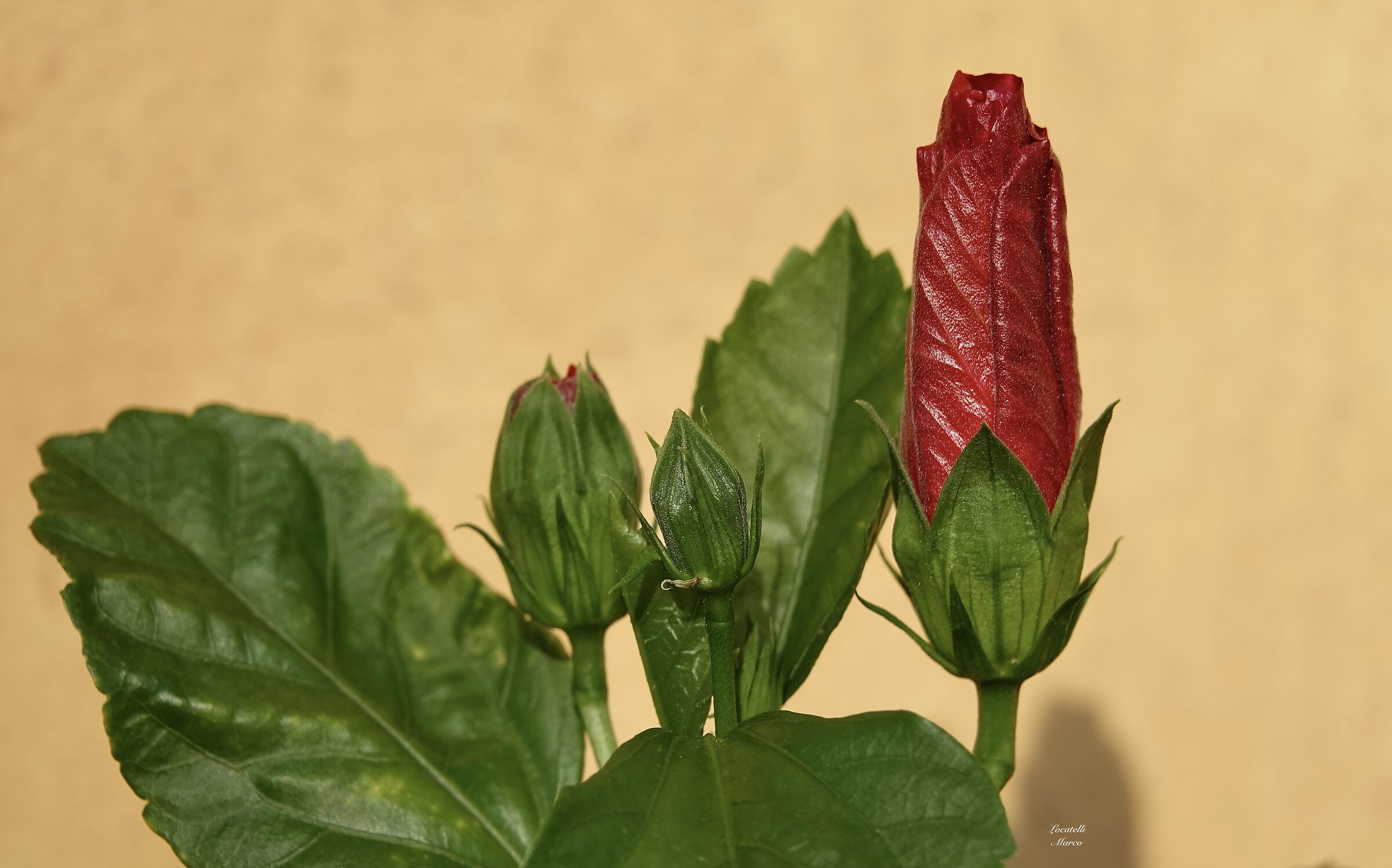 Hibiscus