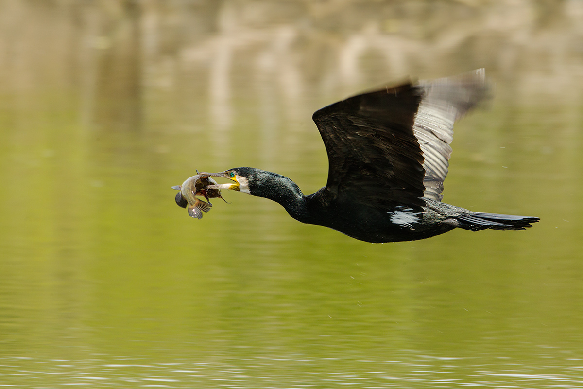 in fuga con il bottino