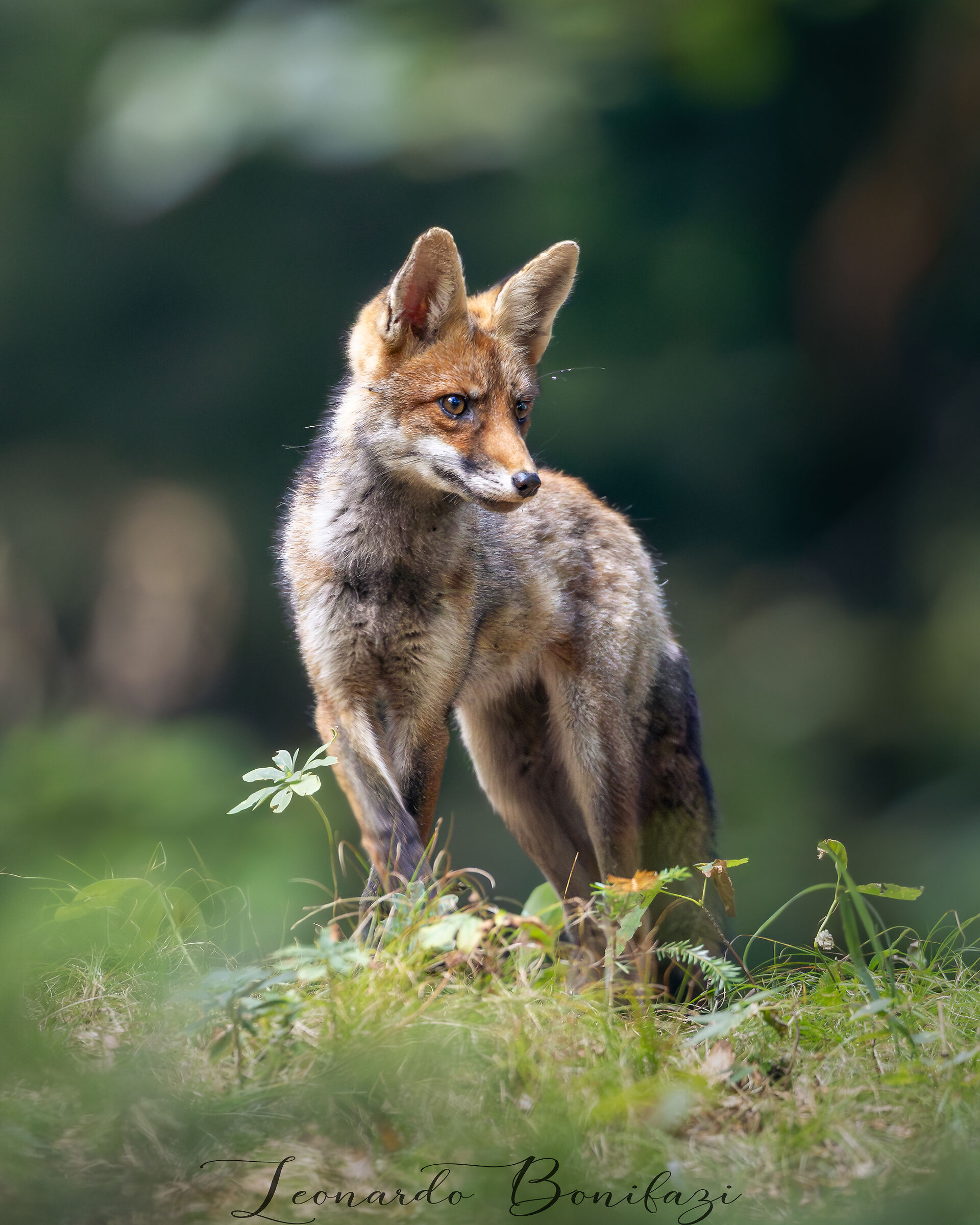 The elegance of the fox