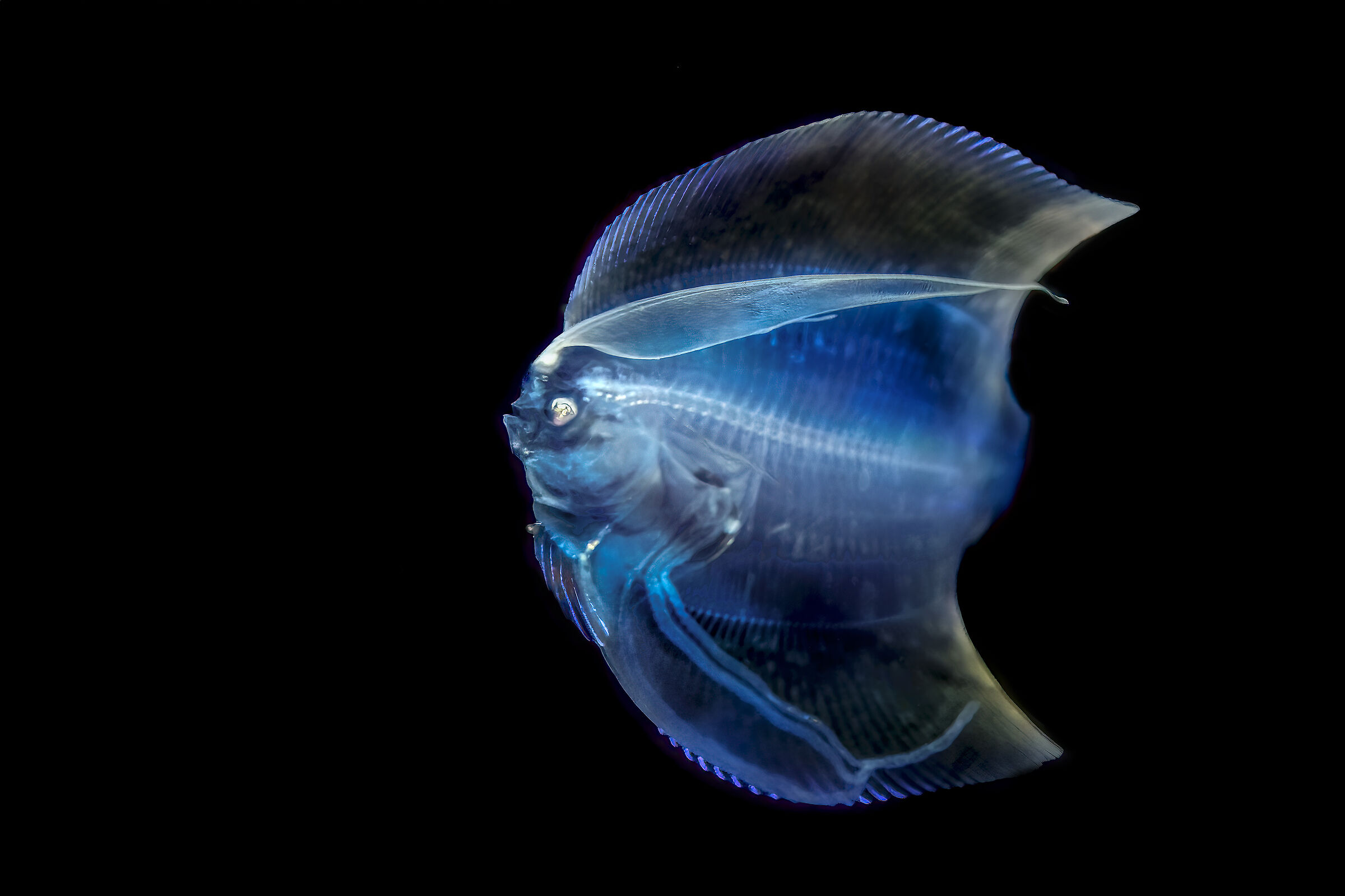 passera in fase juvenile flounder Anilao , philippines