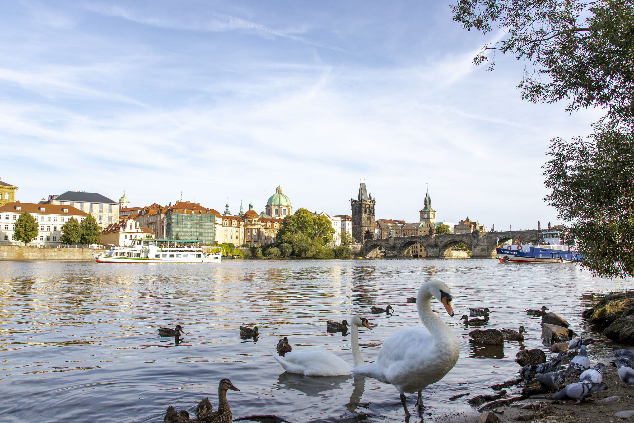 View of Charles Bridge with Swans