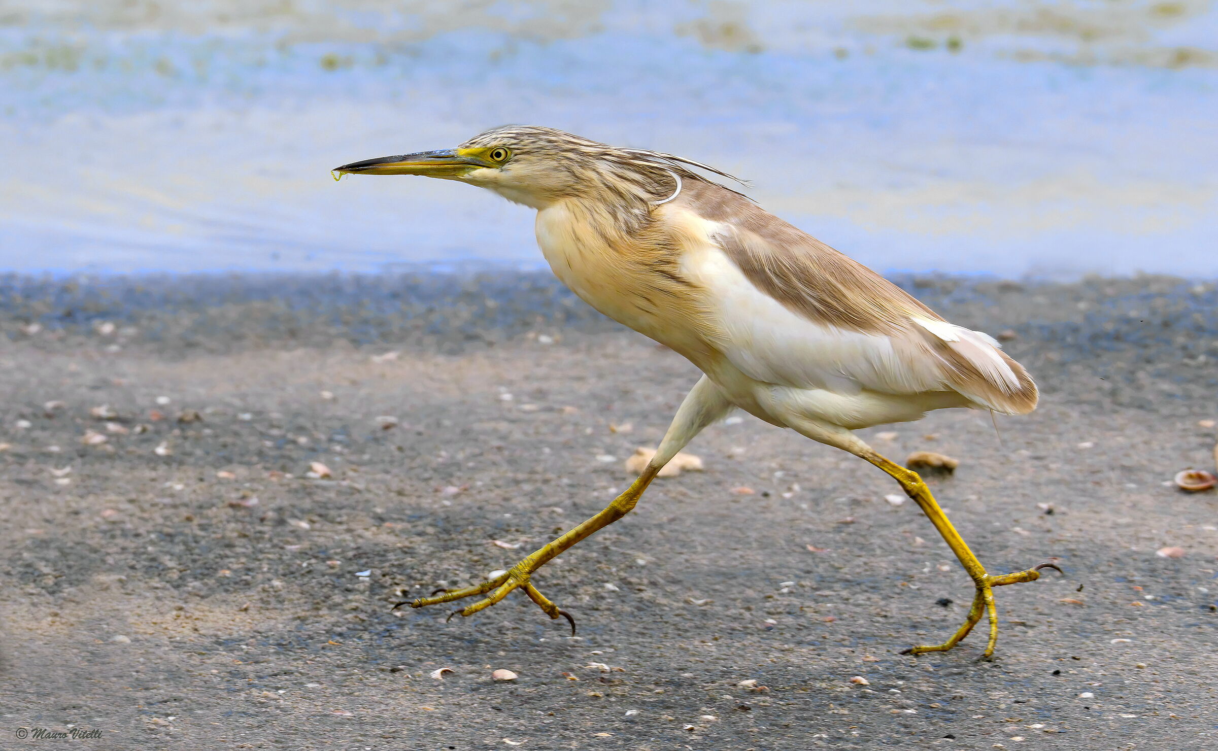 Squacco Heron (Ardeola ralloides)