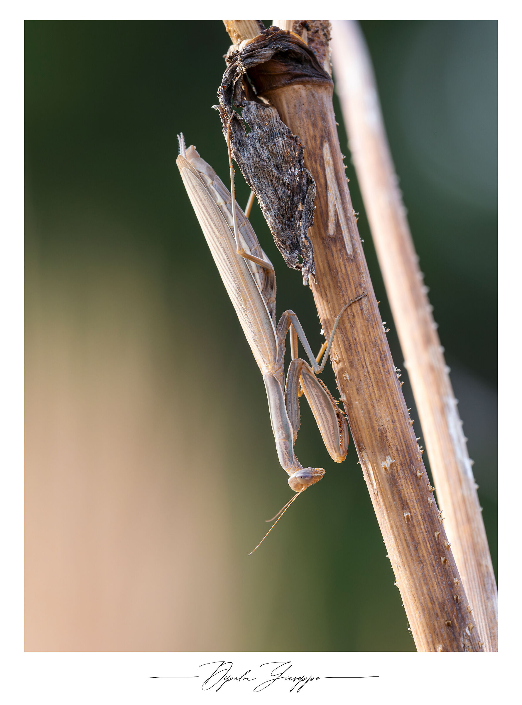 Mantis religiosa