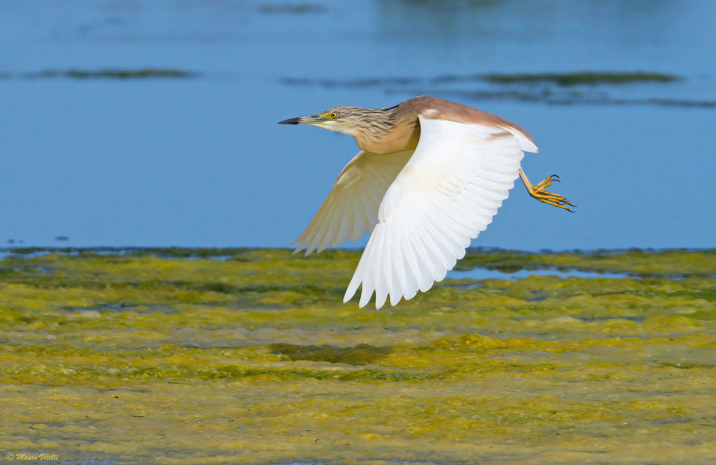 Squacco Heron (Ardeola ralloides)