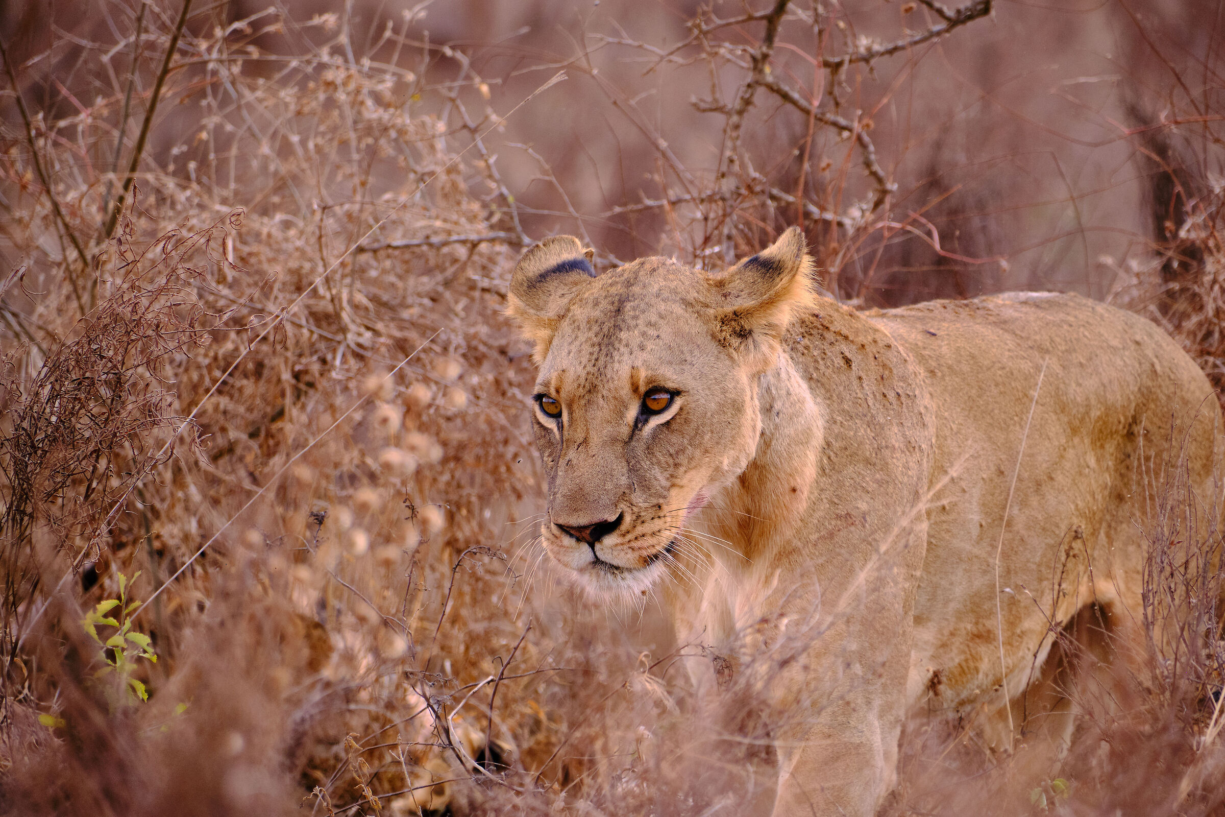 Lioness on guard