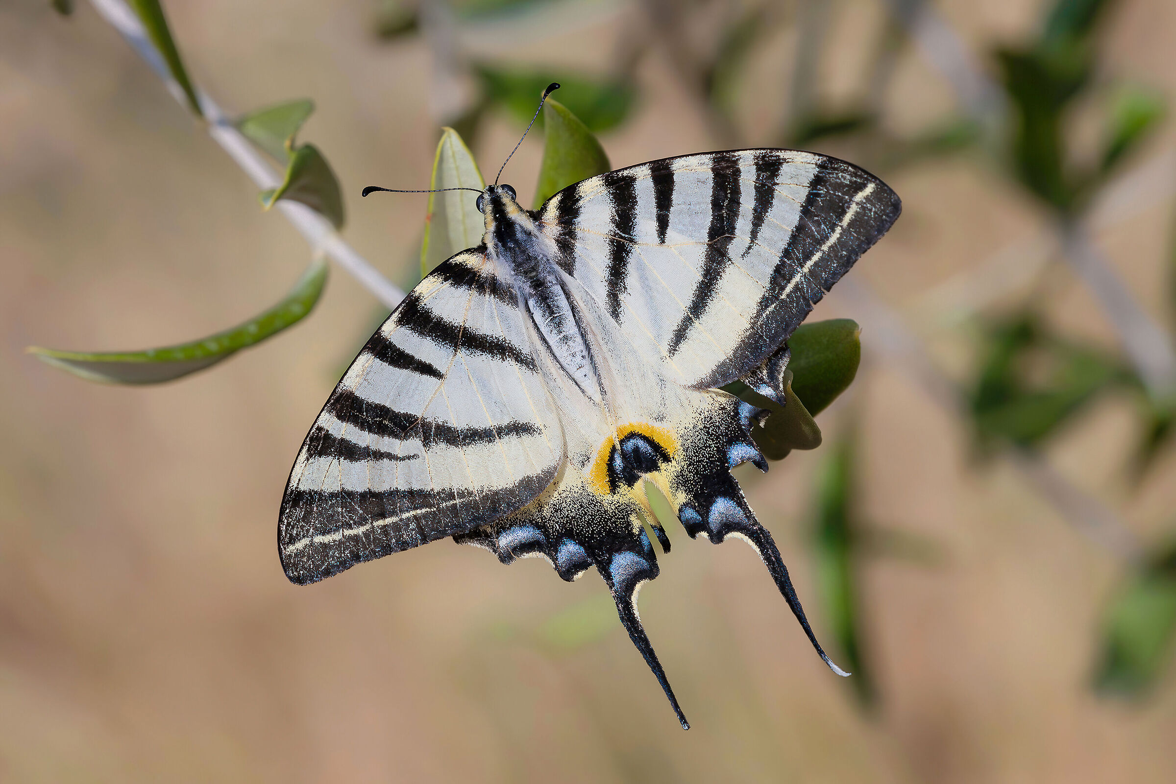 Iphiclides podalirius (podalirius)