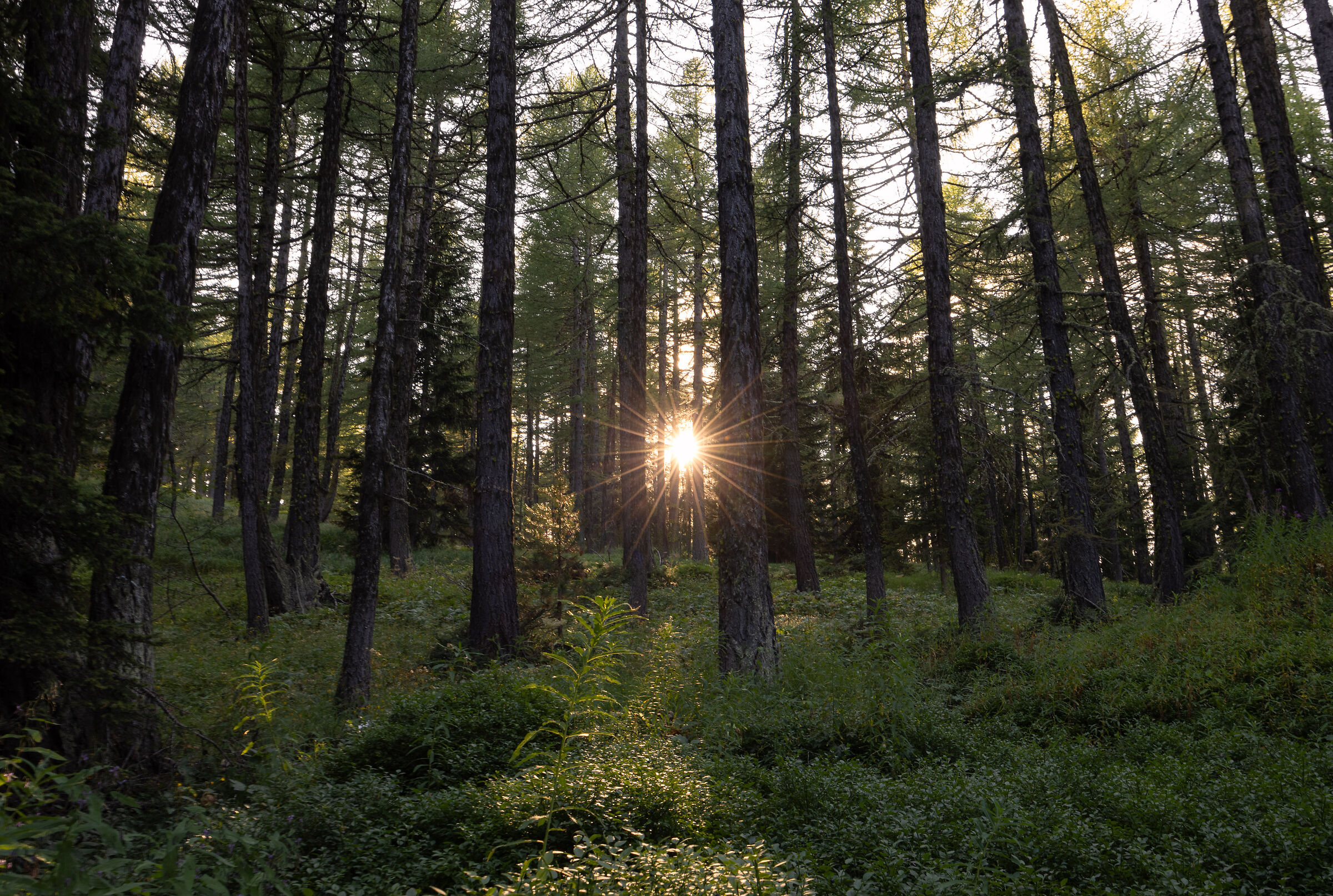 larch forest