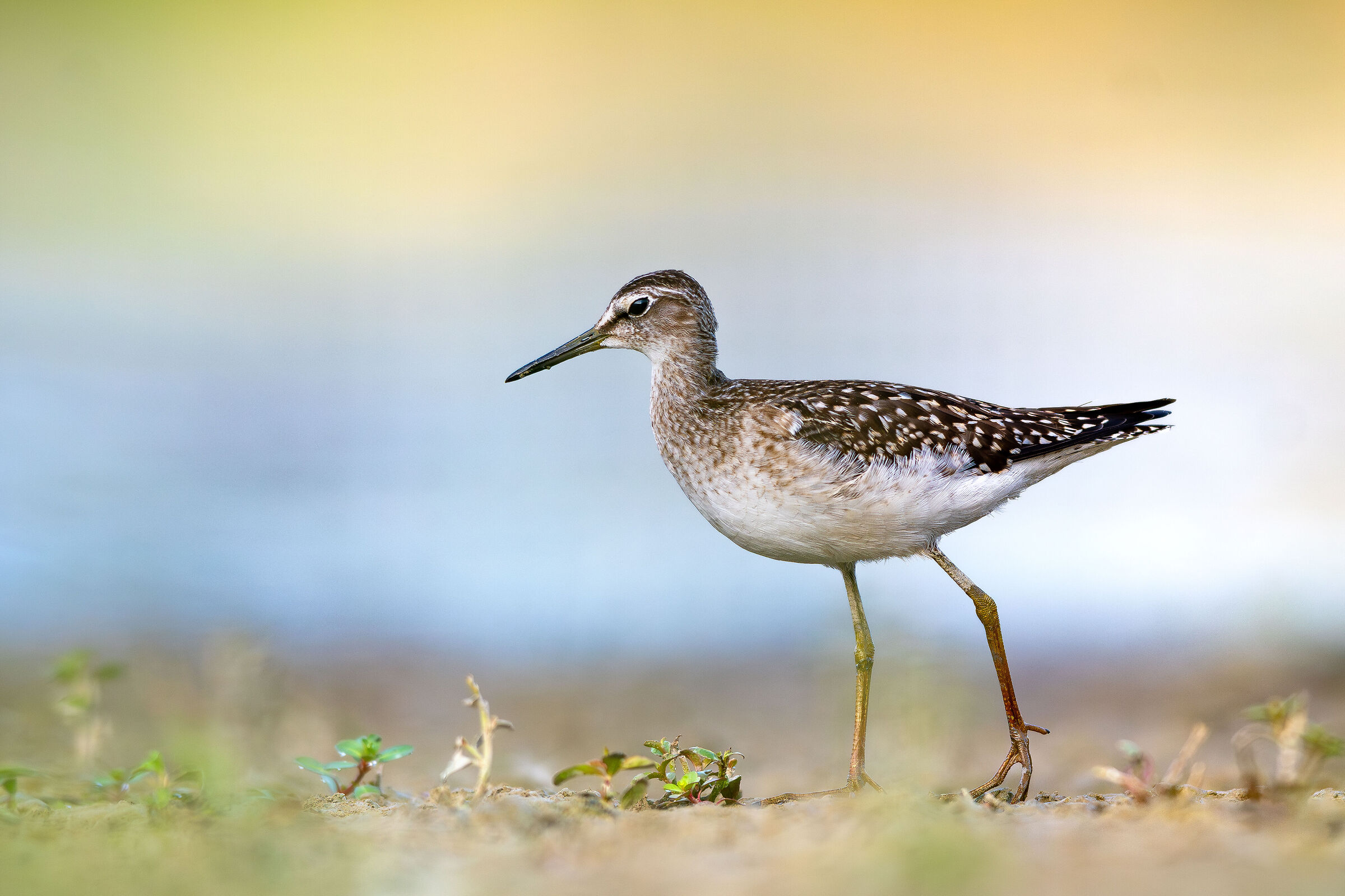Wood Sandpiper