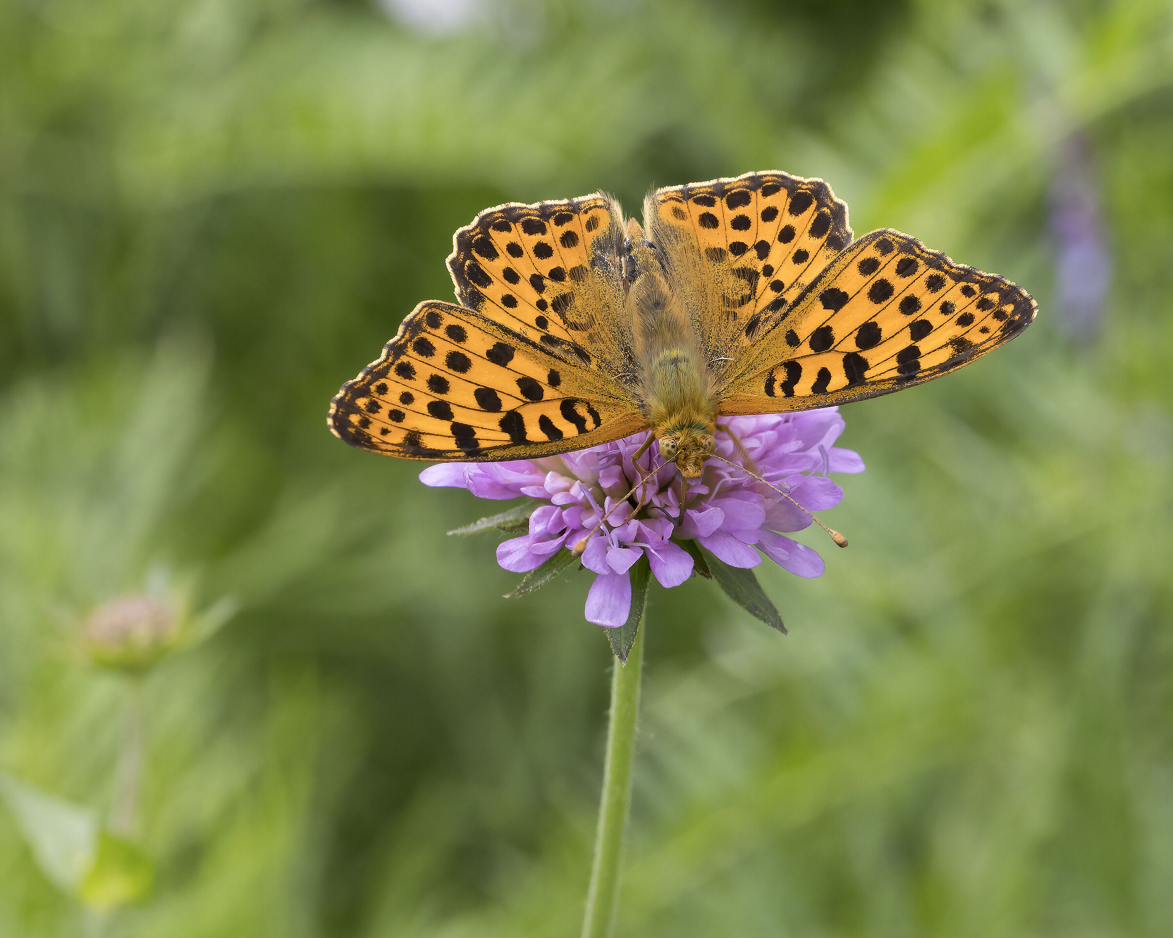 Speyeria aglaja