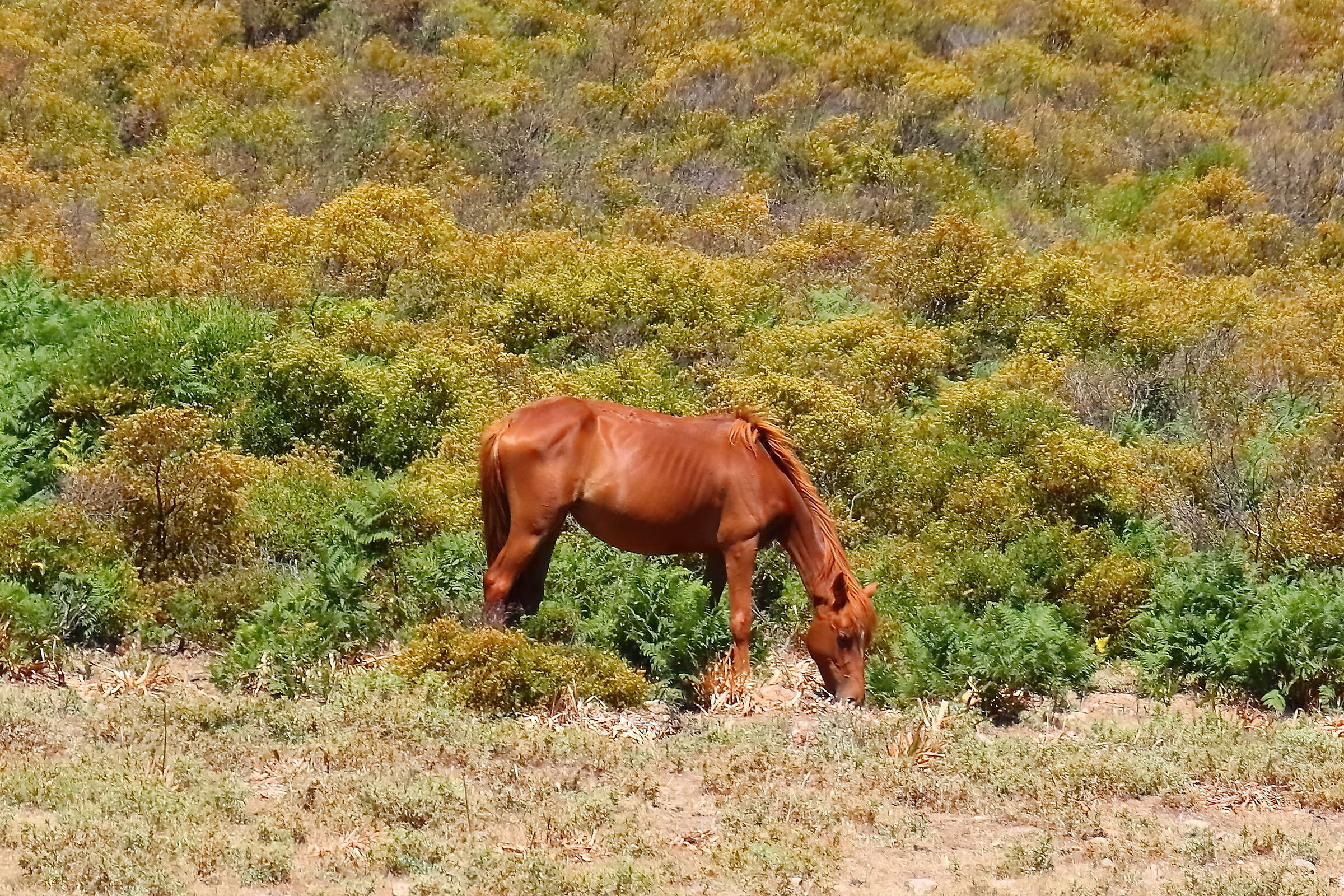 Al pascolo 22-06-2024 - 1099