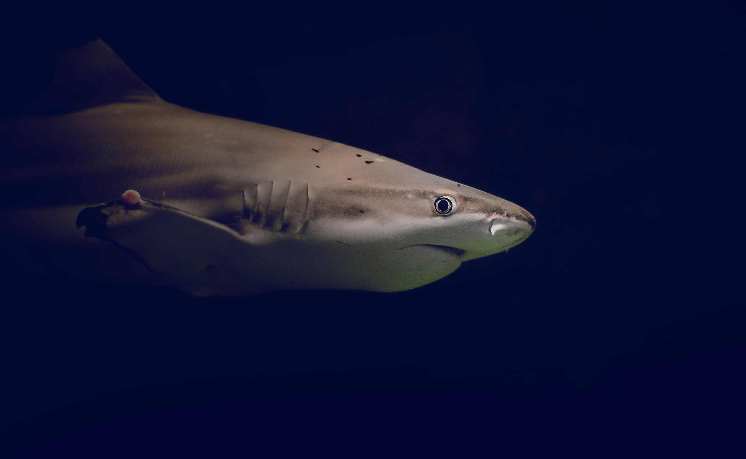 Squalo pinna nera in acquario