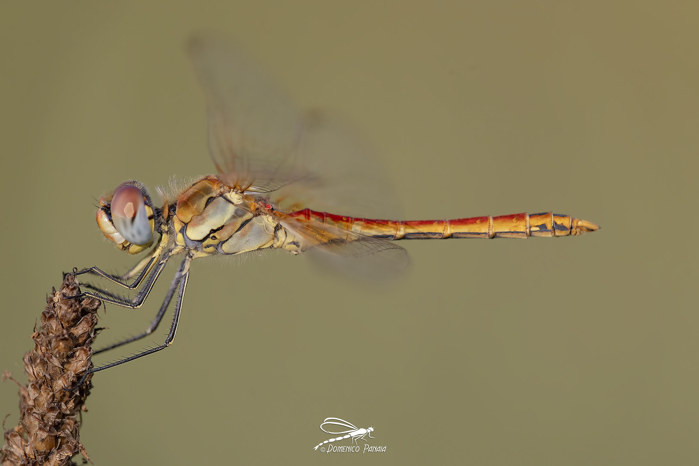 Sympetrum fonscolombii young male
