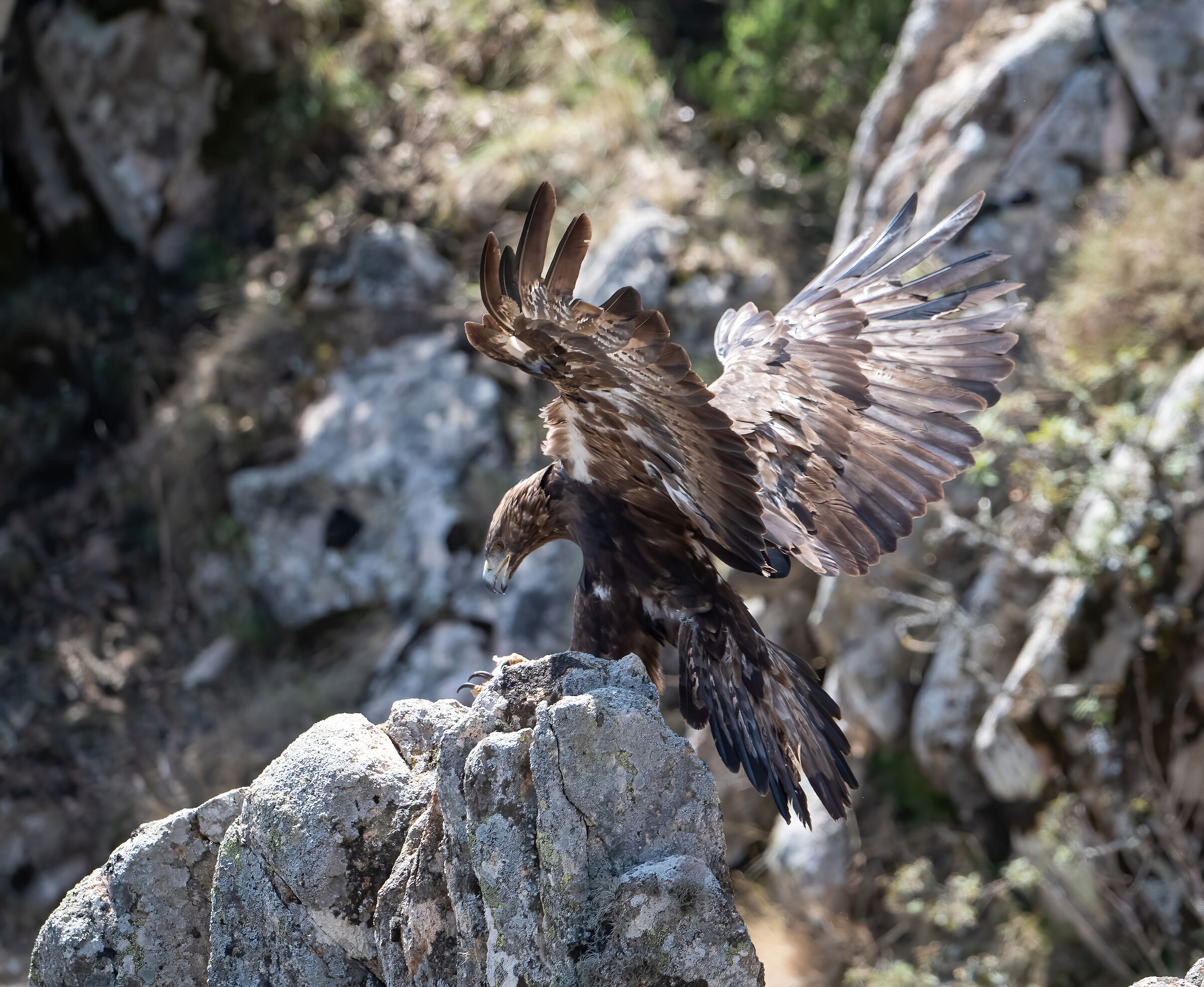 Aquila reale sarda