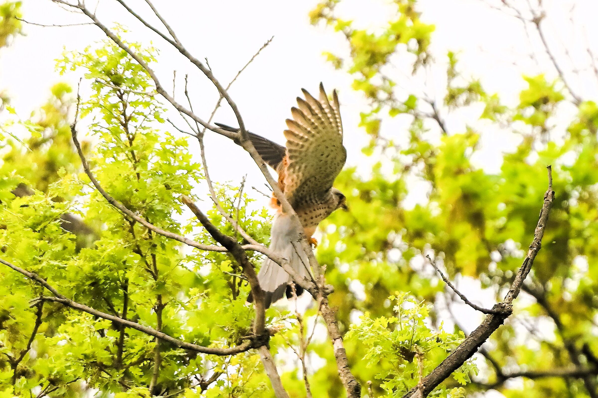 Gheppio 07 aprile 2024 - 0314