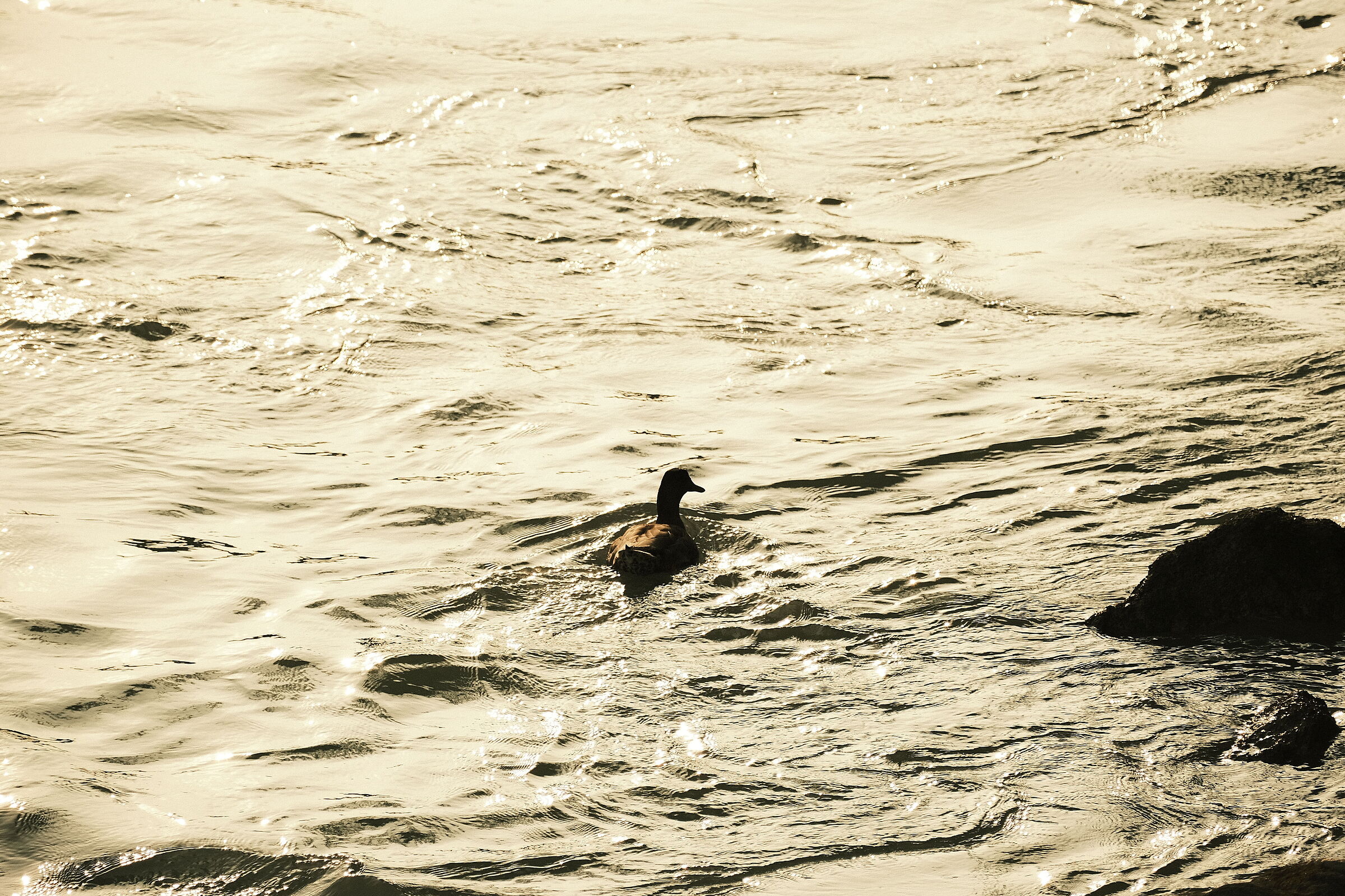 Duck on the gold