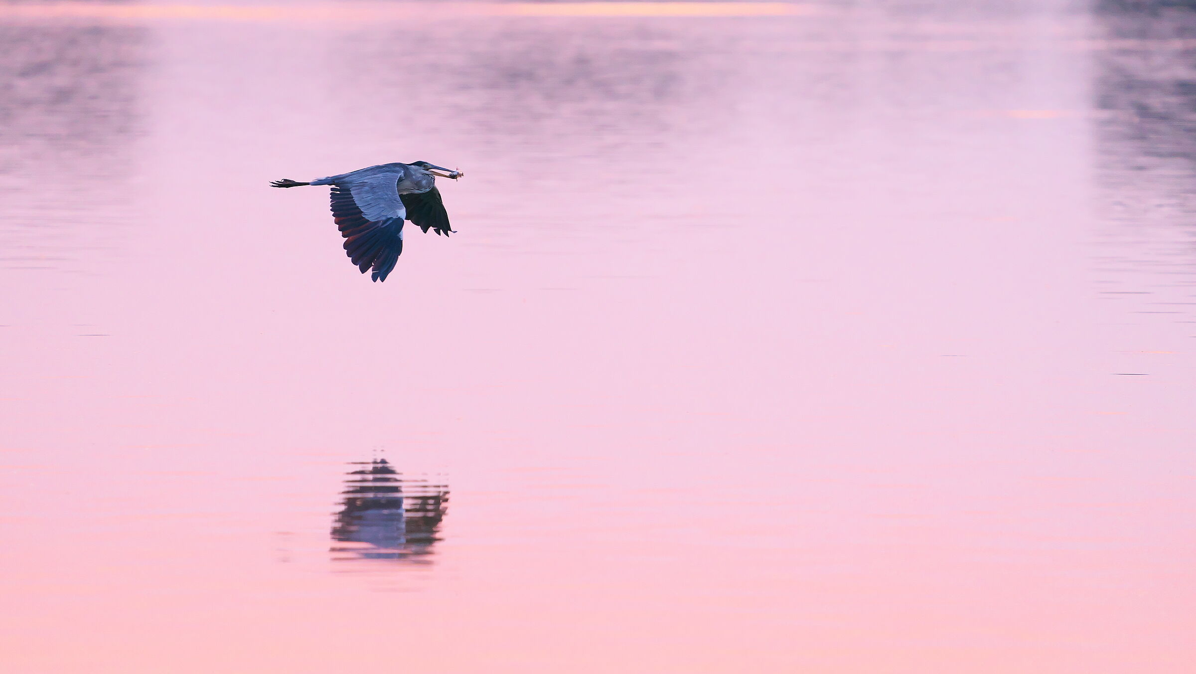 Great heron in sunset