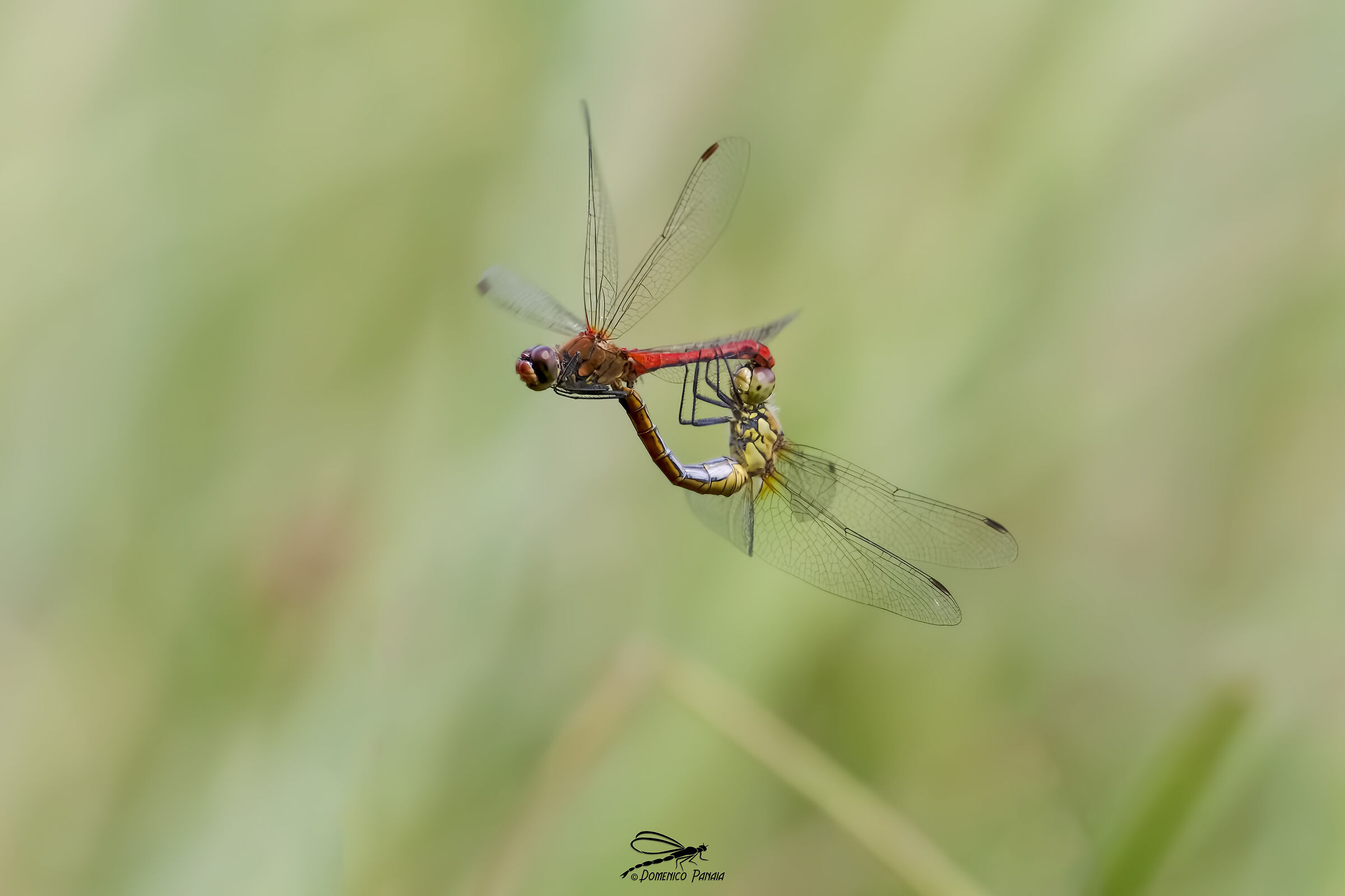 Sympetrun sanguineum