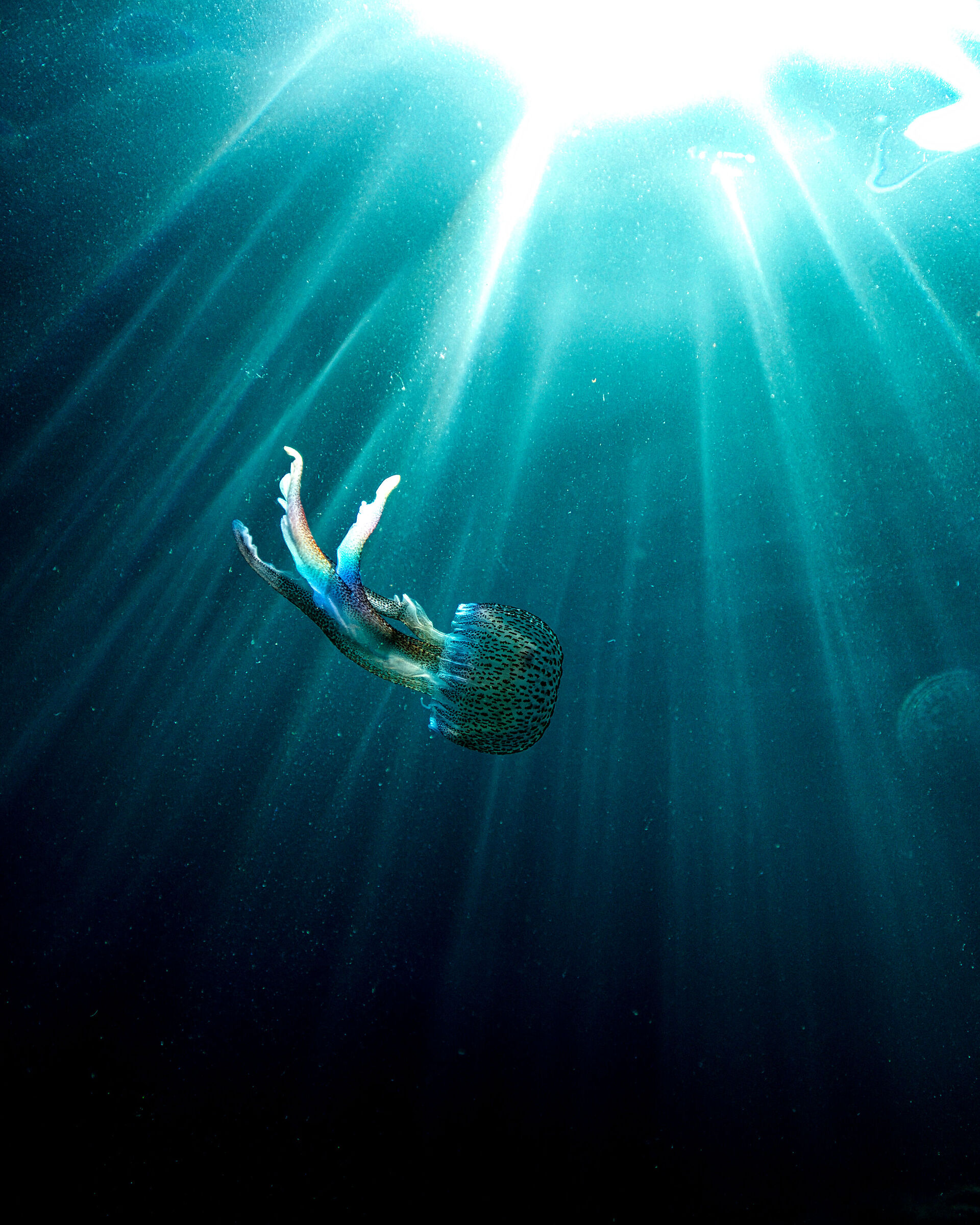 Pelagia noctiluca with a hint of iridescence