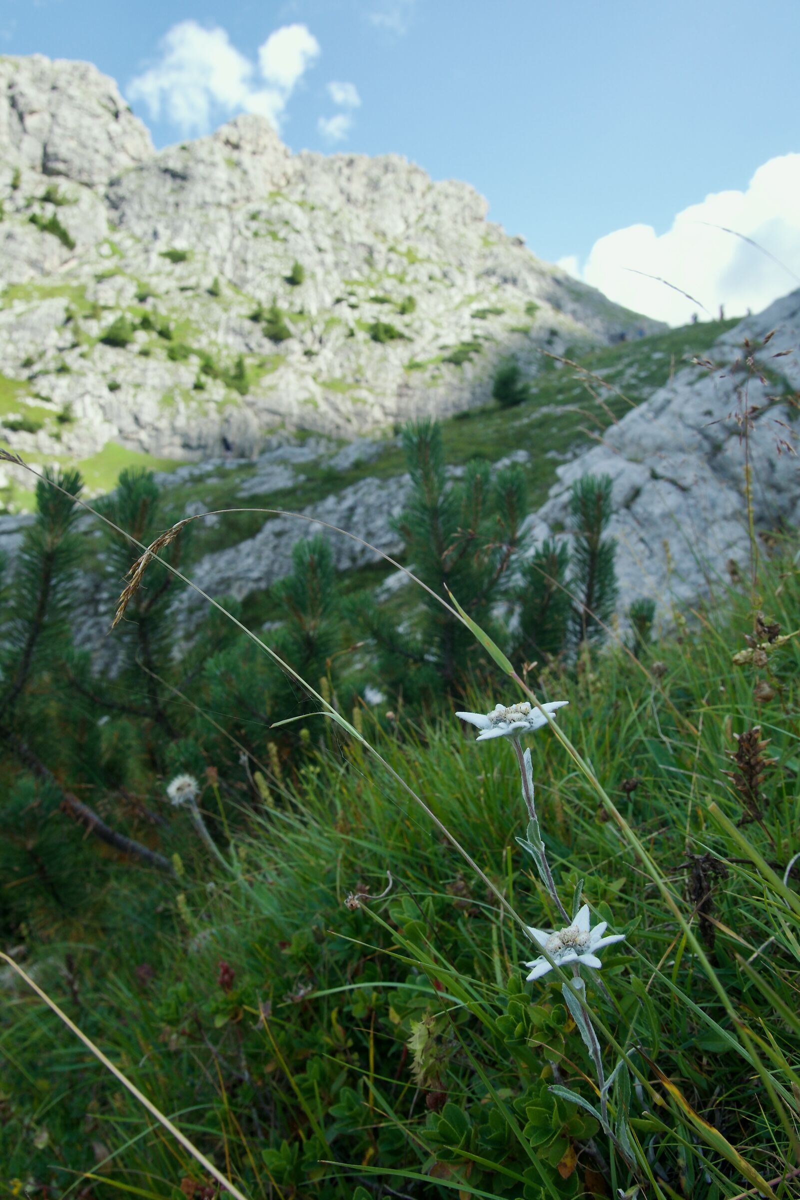 Edelweiss at Coldai